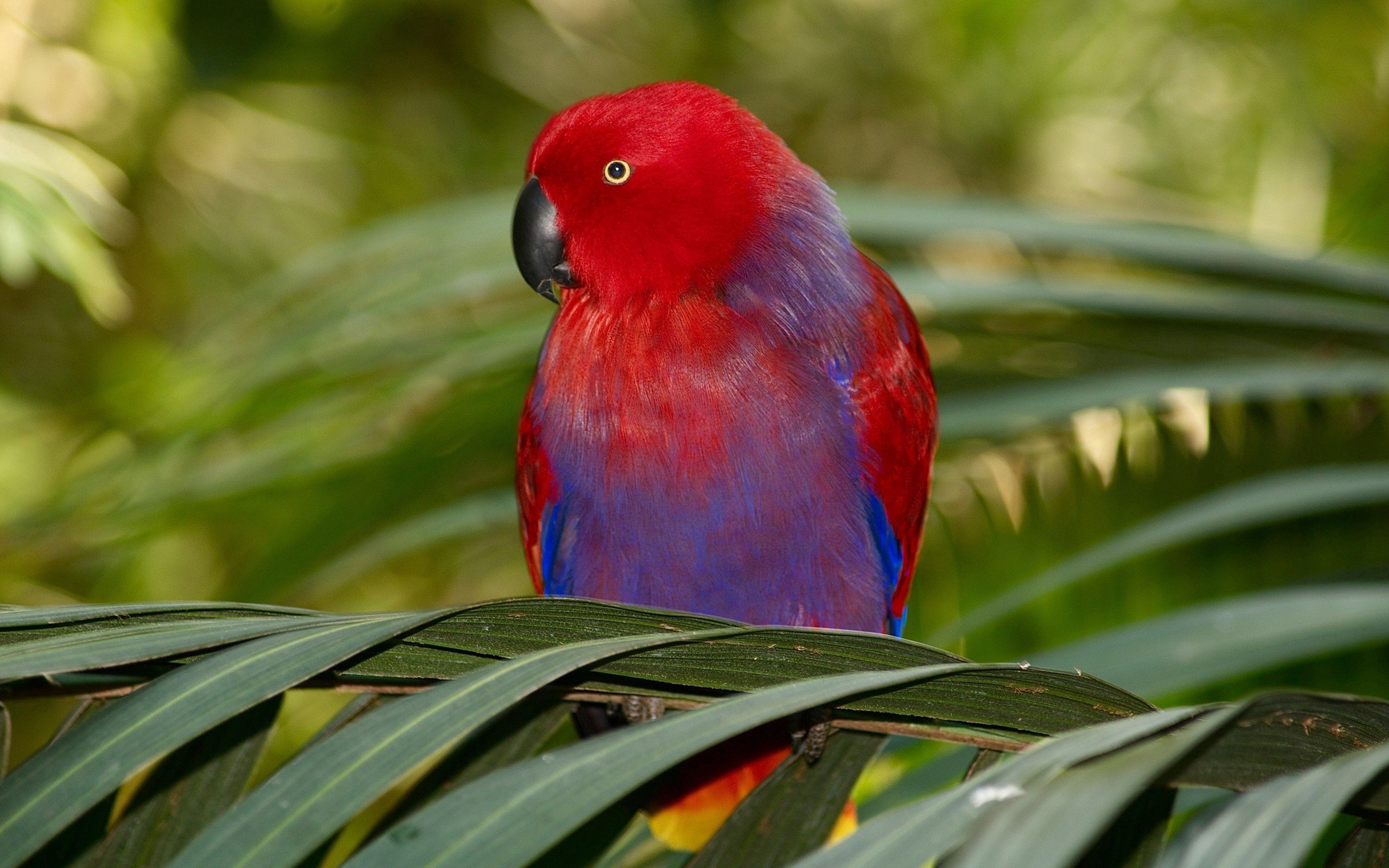 87151 Hintergrundbild herunterladen tiere, papageien, vogel, ast, zweig, farben, färbung - Bildschirmschoner und Bilder kostenlos