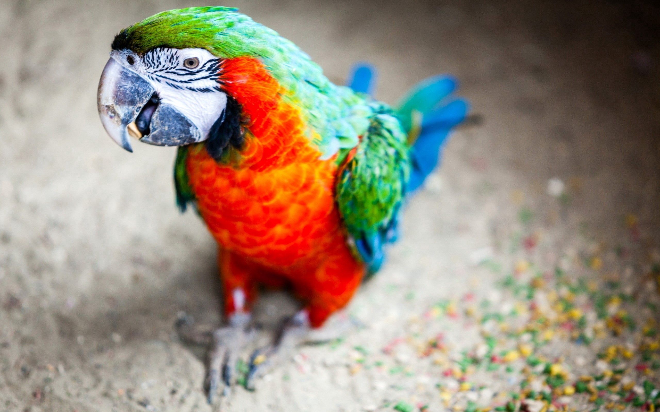 Download PC Wallpaper animals, parrots, bird, beak, stains, spots