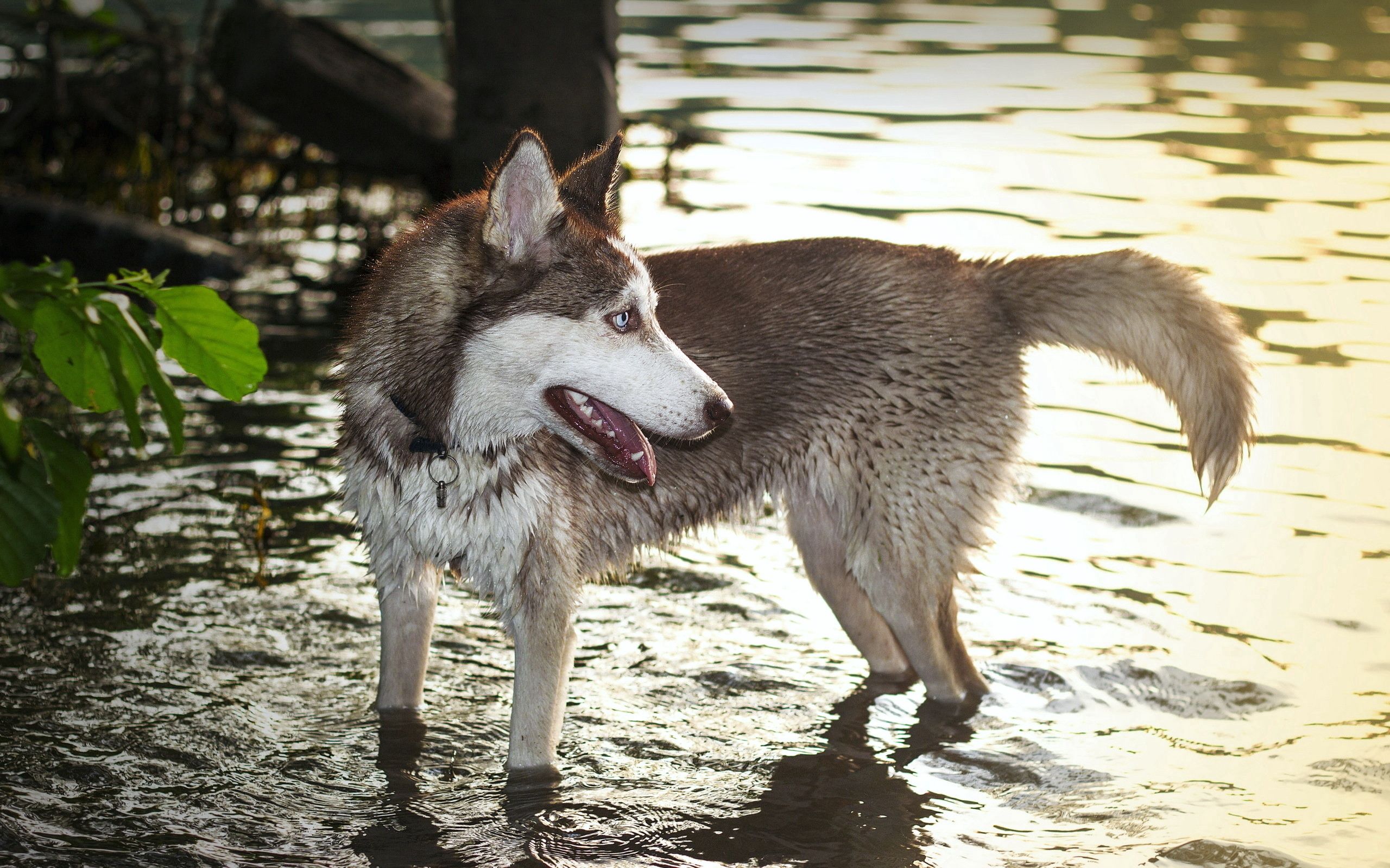 animals, water, dog, paws, husky, haska wallpapers for tablet