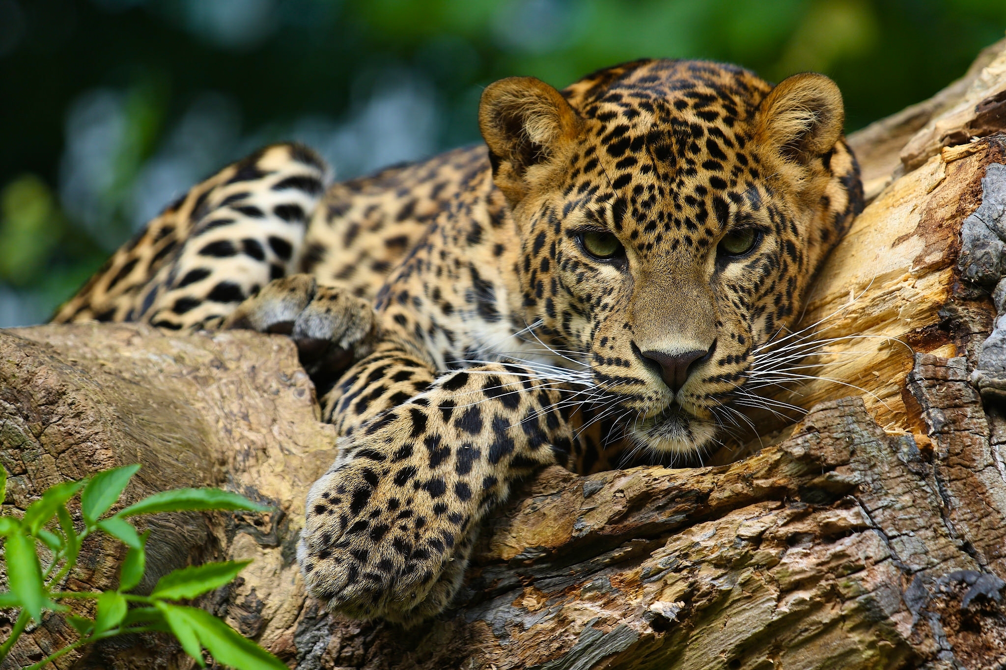 Free download wallpaper Cats, Jaguar, Animal on your PC desktop