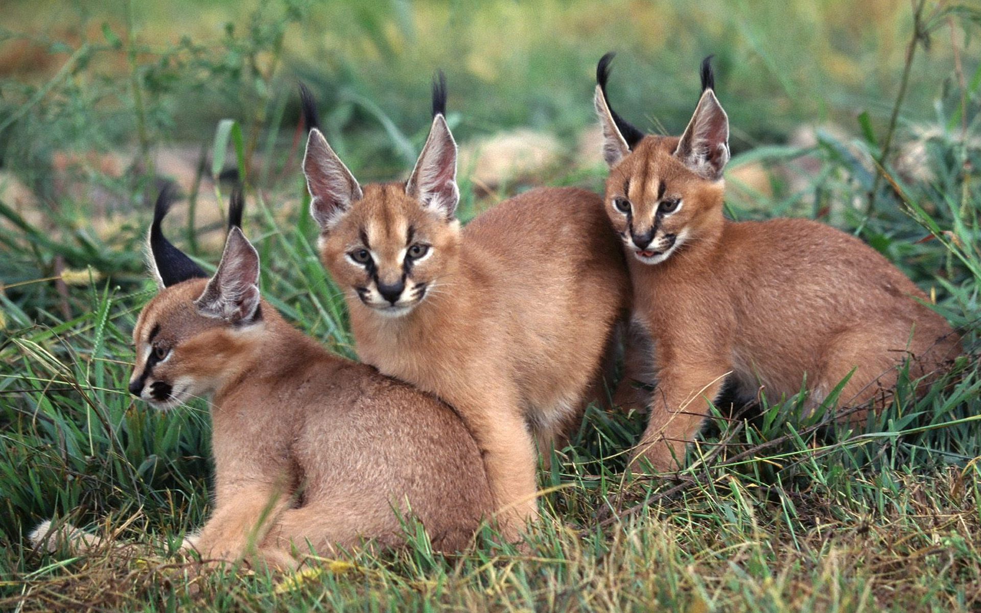 animal, caracal, cats High Definition image