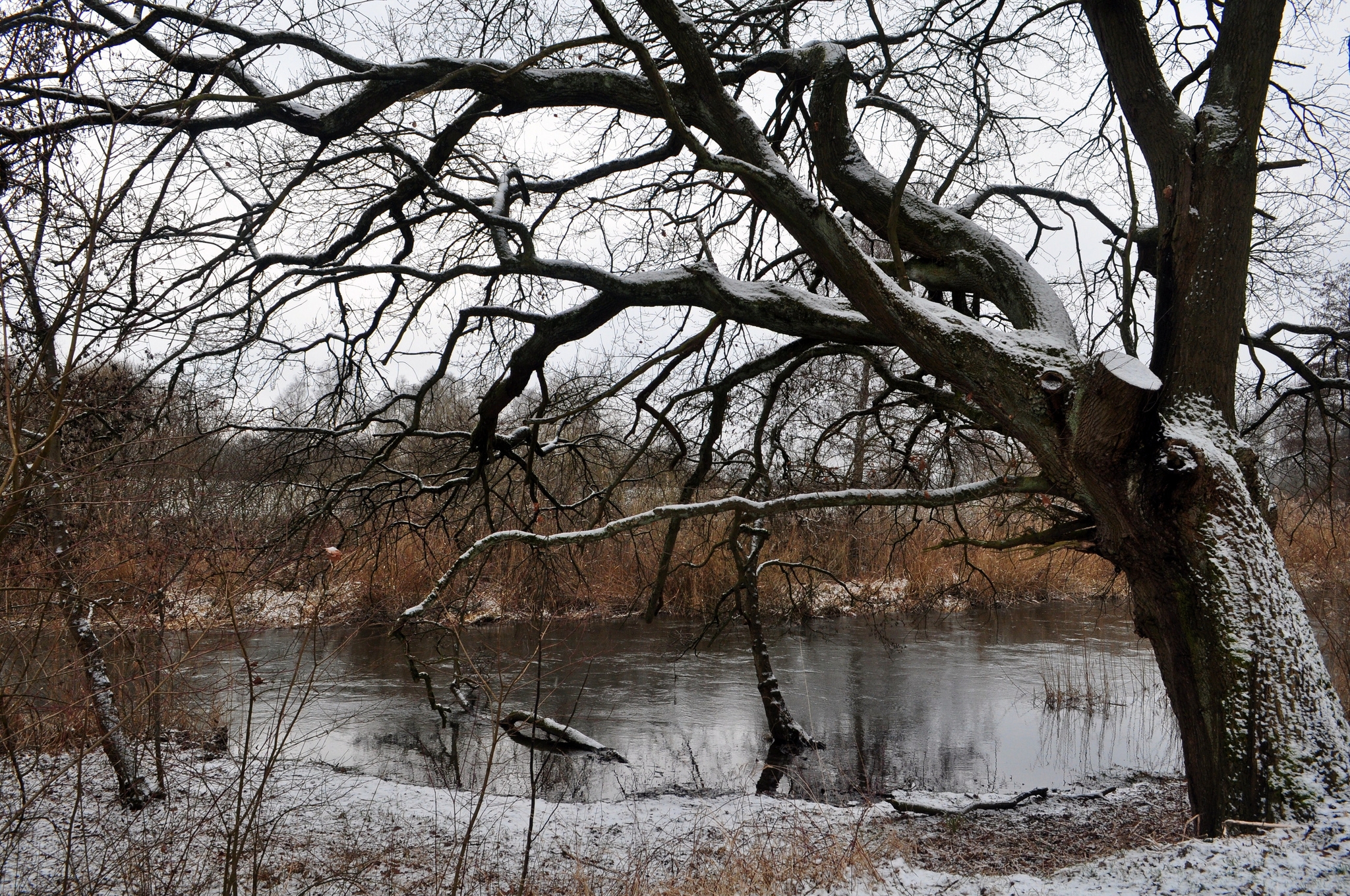 snow, winter, nature, rivers, wood, tree images
