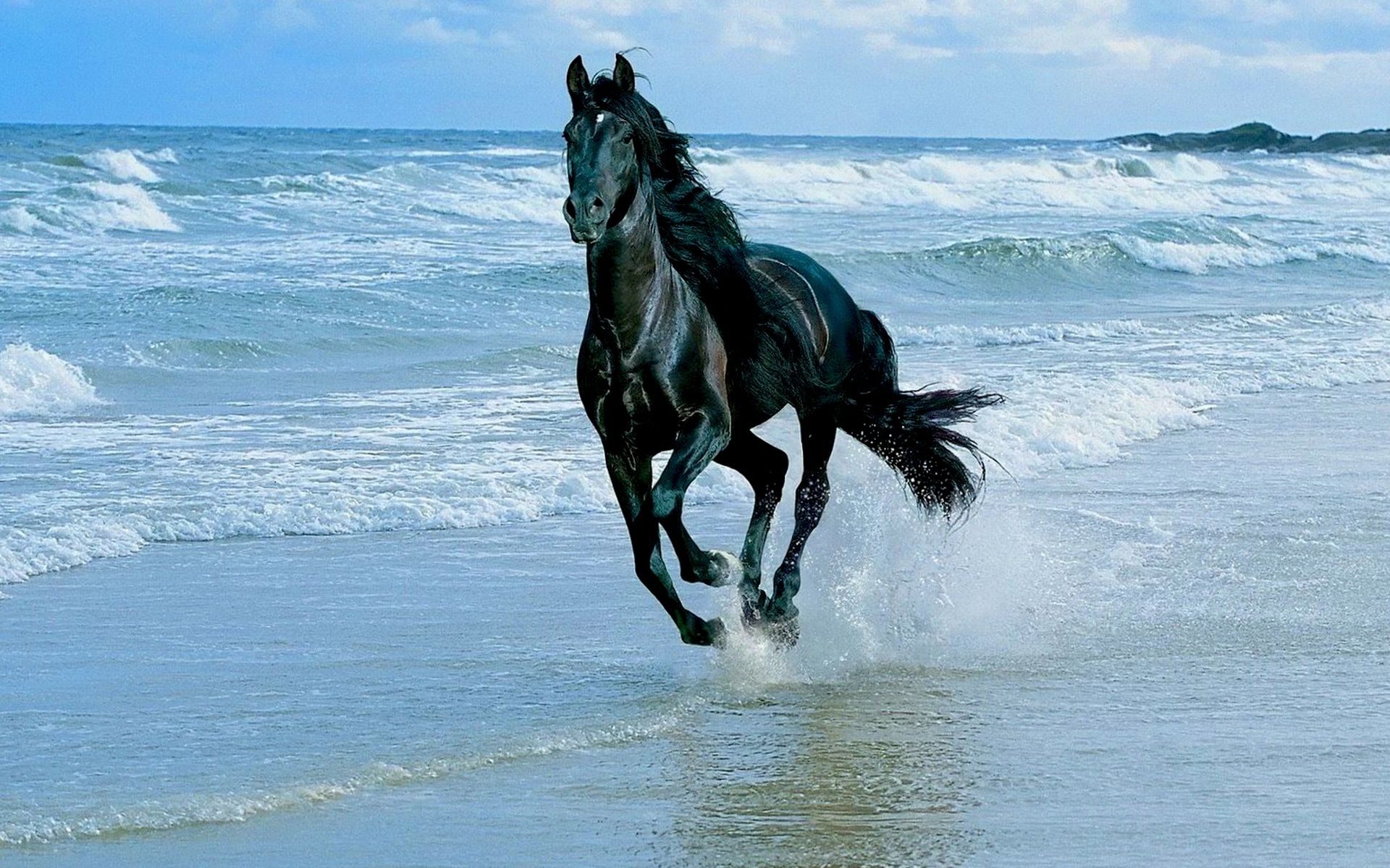 animals, horses, sea, waves, blue