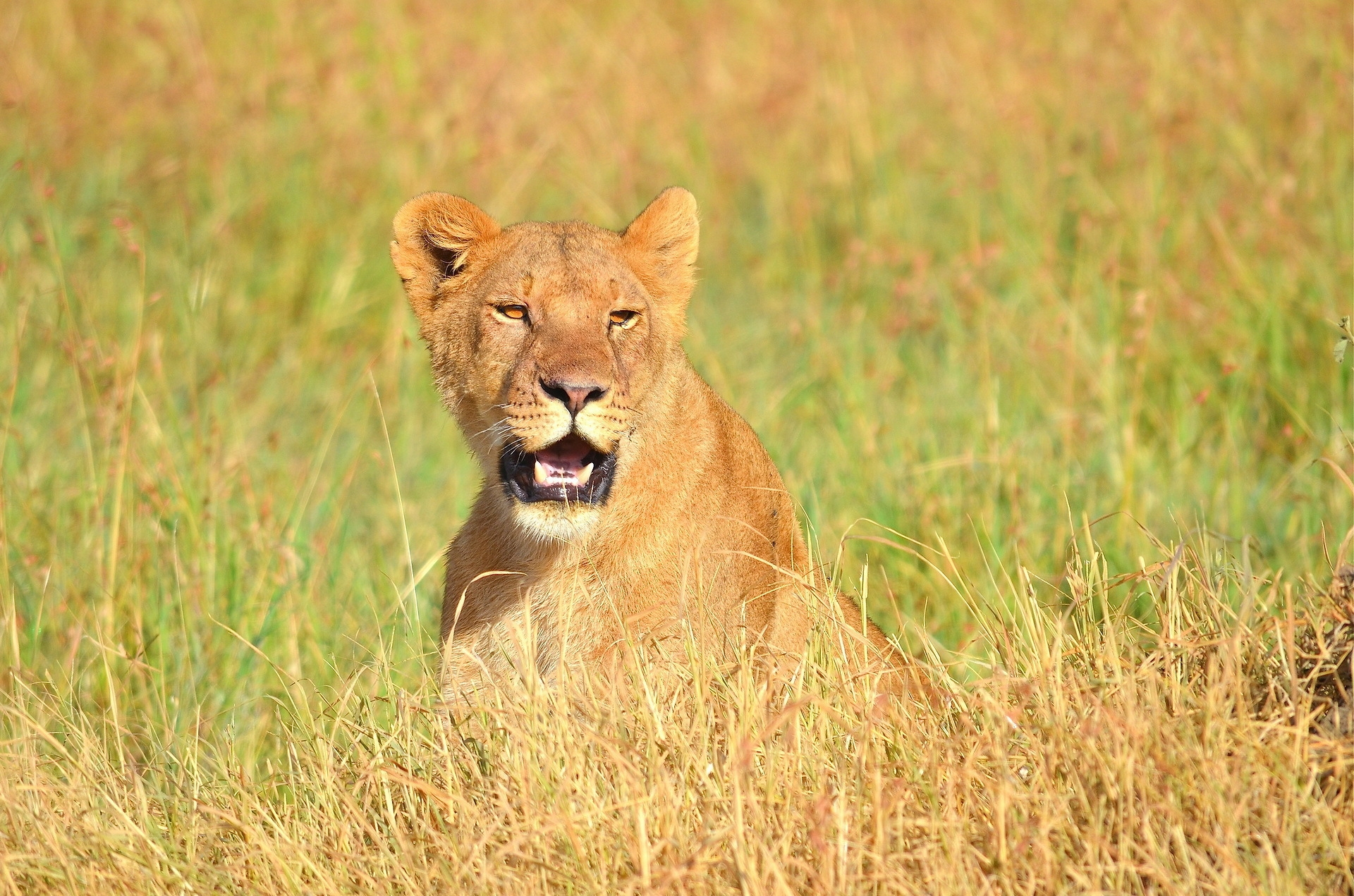 animals, grass, muzzle, lion, predator, open mouth 2160p