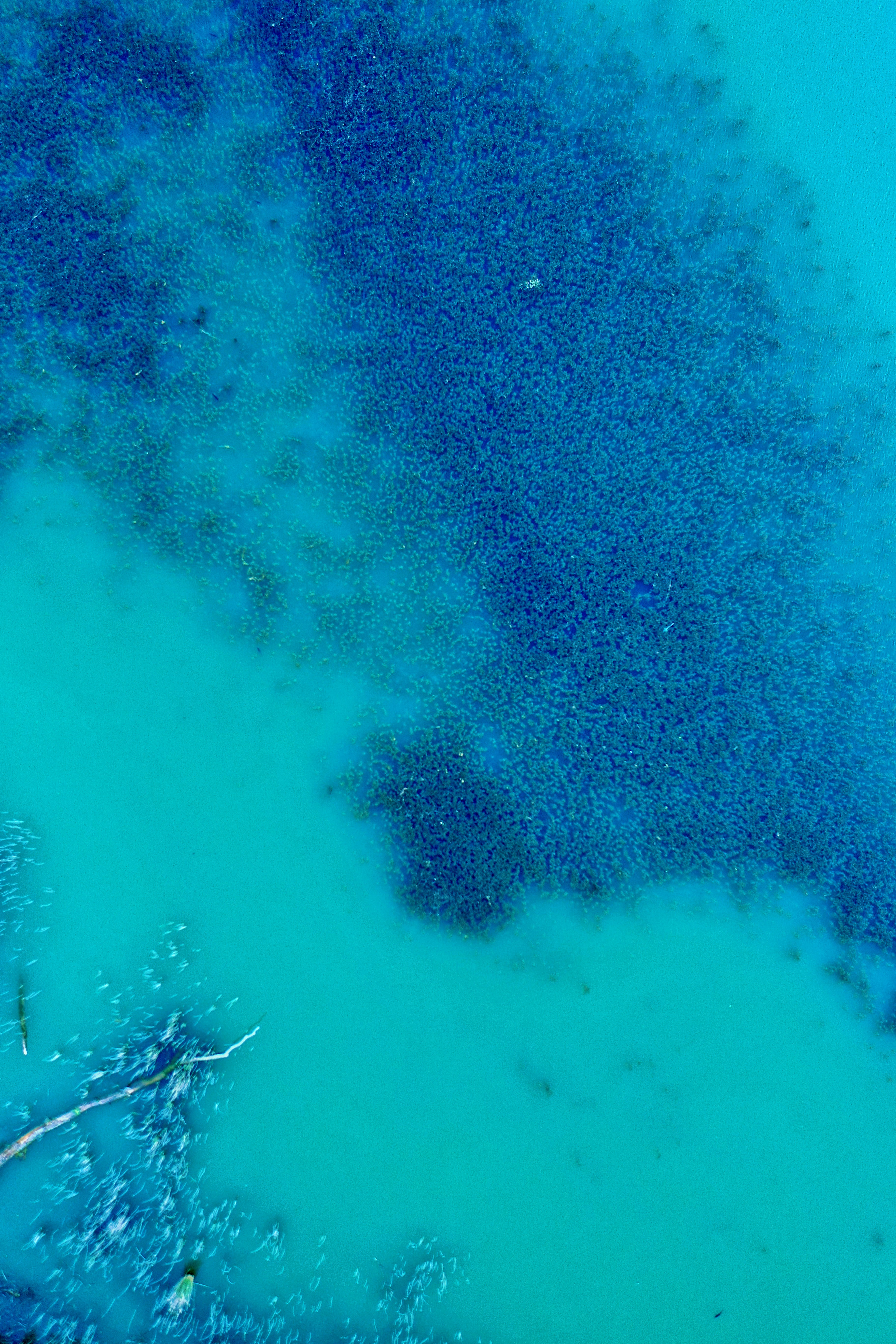 129952 descargar fondo de pantalla oceano, naturaleza, agua, vista desde arriba, océano, algas marinas, algas: protectores de pantalla e imágenes gratis