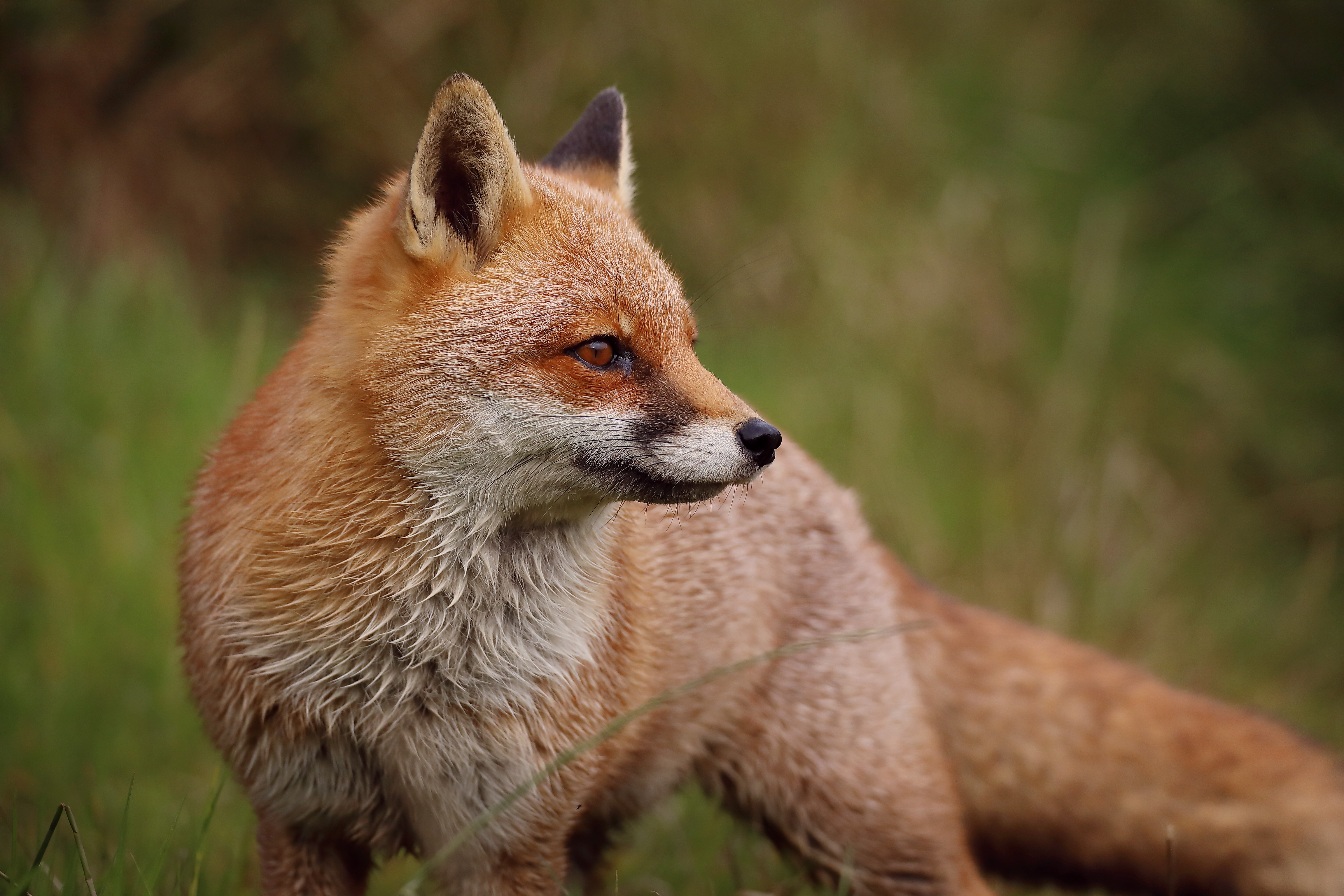 Laden Sie das Ein Fuchs, Profil, Tier, Predator, Fuchs, Raubtier, Tiere-Bild kostenlos auf Ihren PC-Desktop herunter