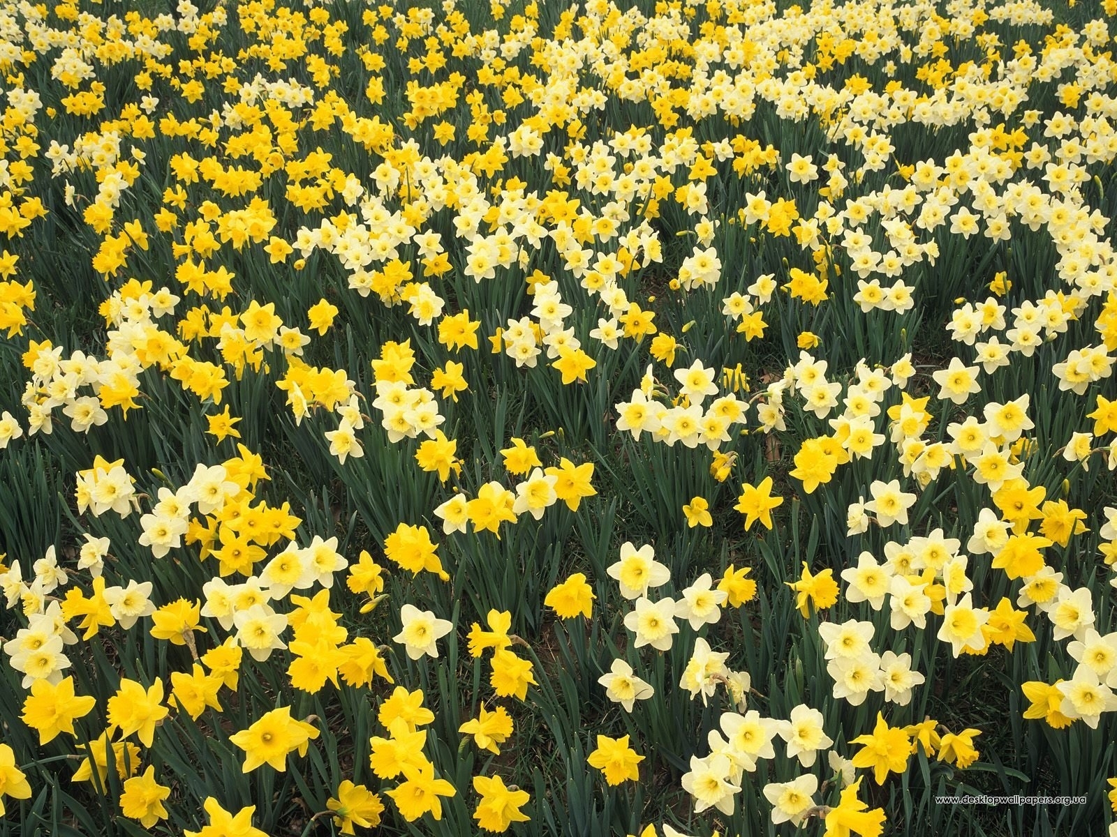 plants, flowers, background, narcissussi, yellow