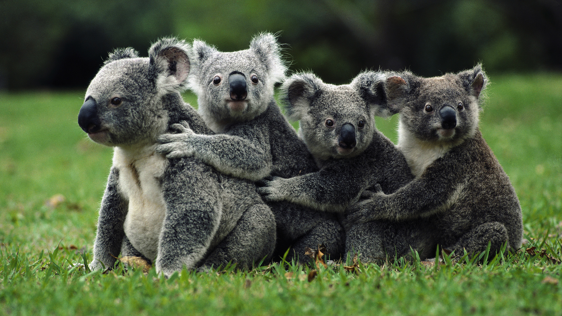 Télécharger des fonds d'écran Koala HD
