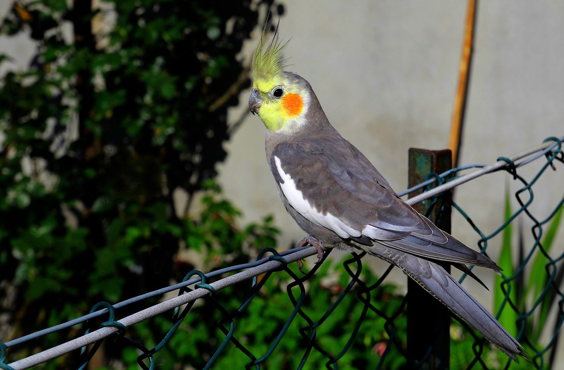 Computer Wallpaper Parrot Cockatiel