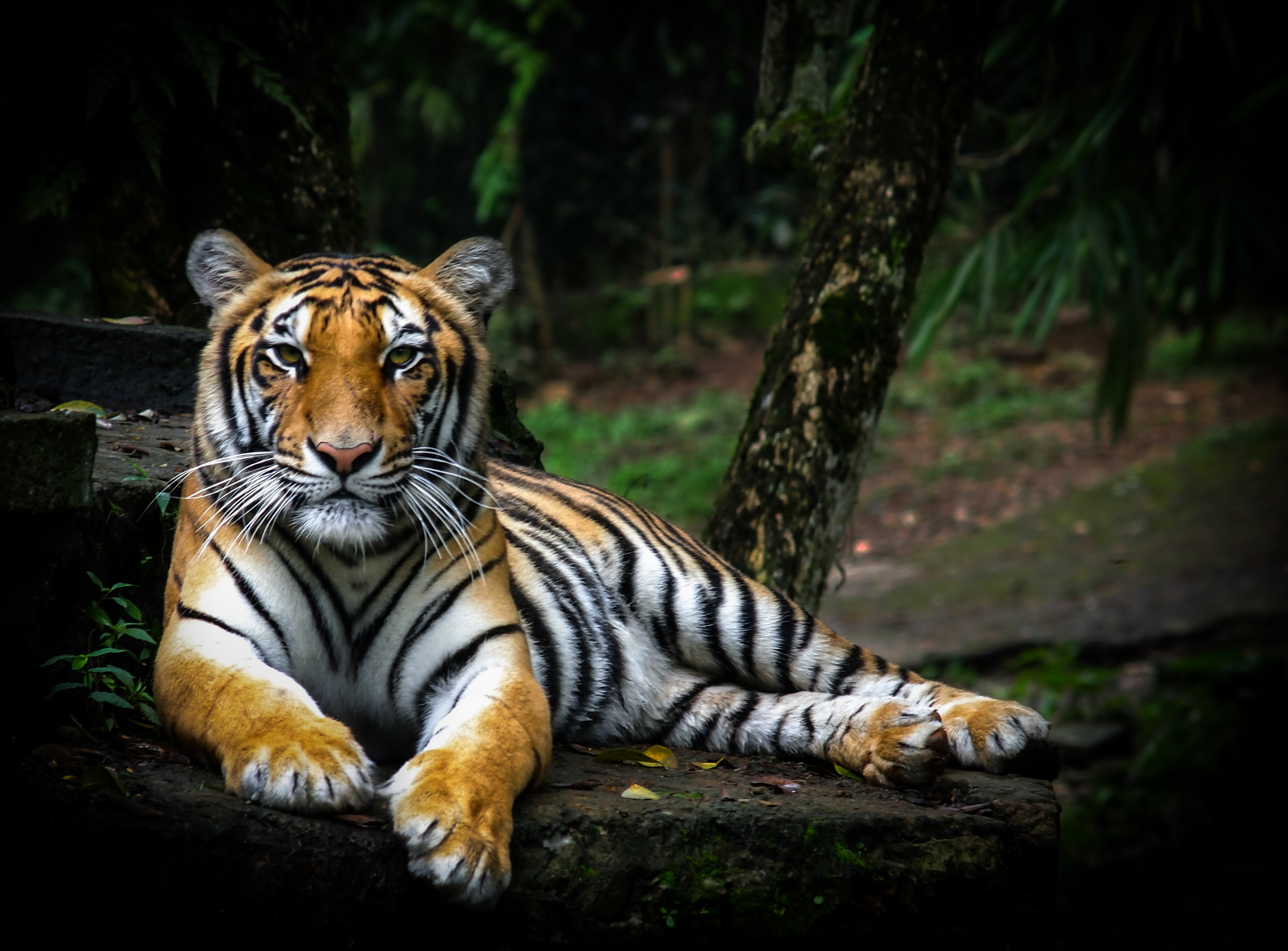 123998 Bild herunterladen meinung, tiere, raubtier, predator, große katze, big cat, sicht, wilde natur, wildlife, tiger - Hintergrundbilder und Bildschirmschoner kostenlos