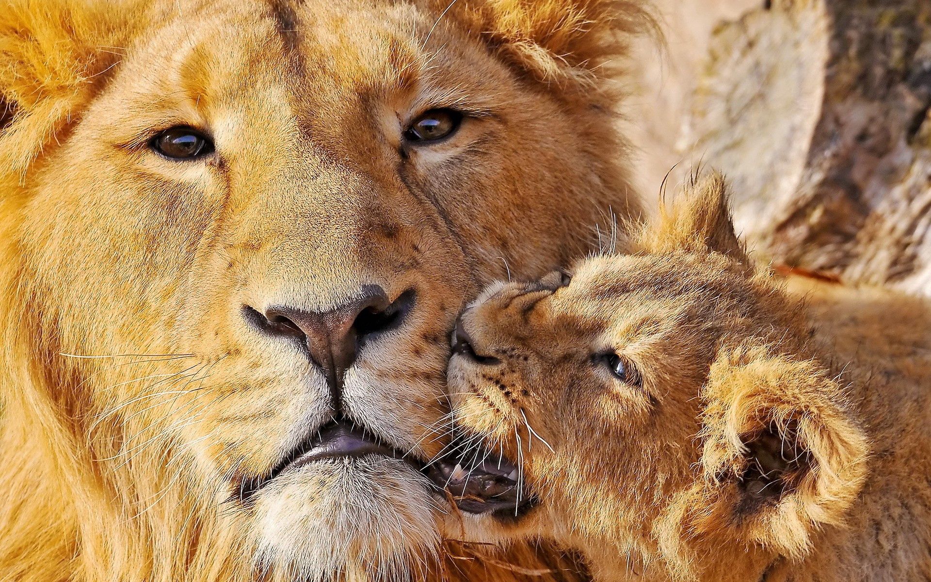 lion cub, lioness, animals, muzzle, lion, big cat, care 4K Ultra