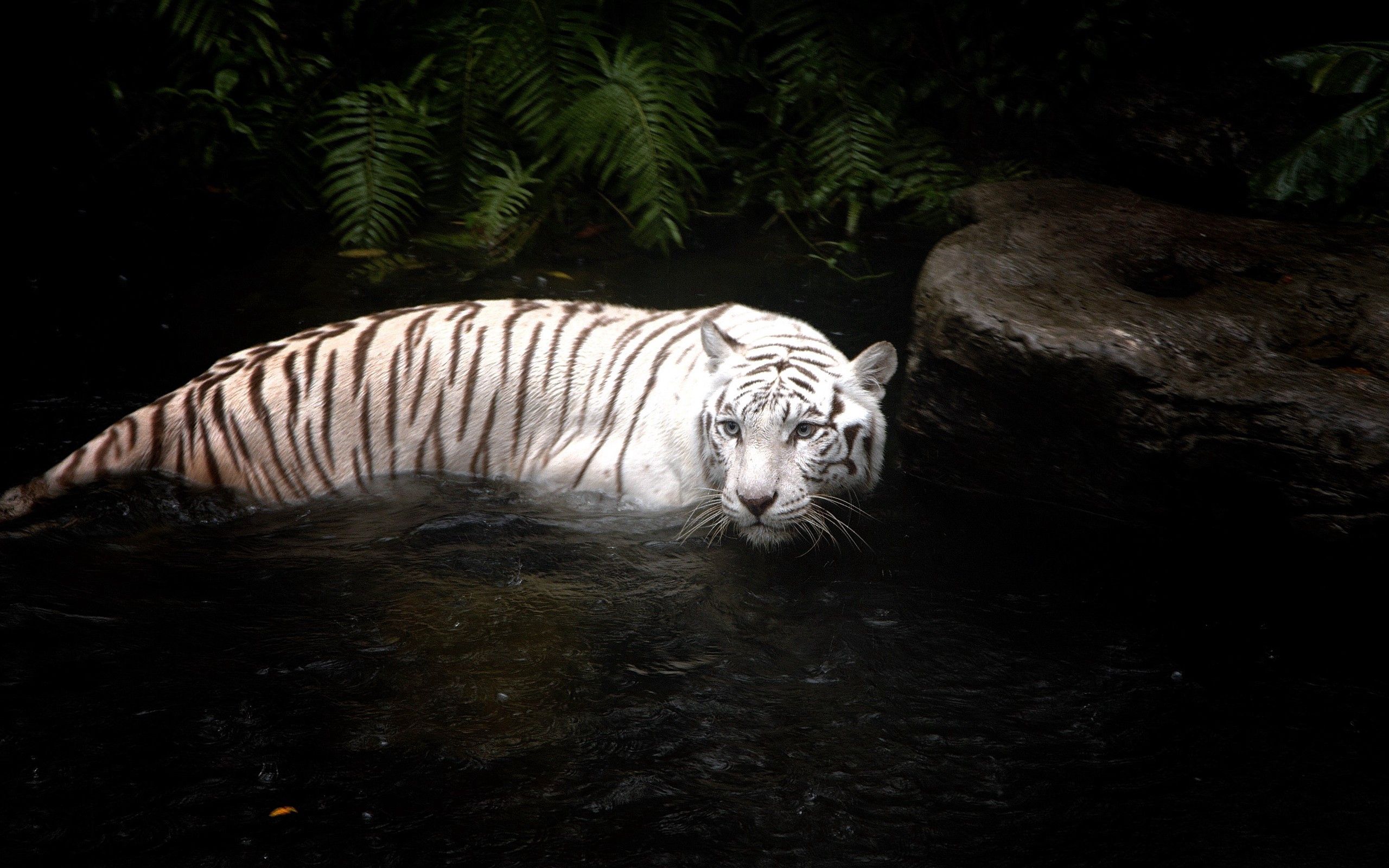 Download mobile wallpaper To Swim, Hunting, Hunt, Swim, Animals, Tiger, Water for free.