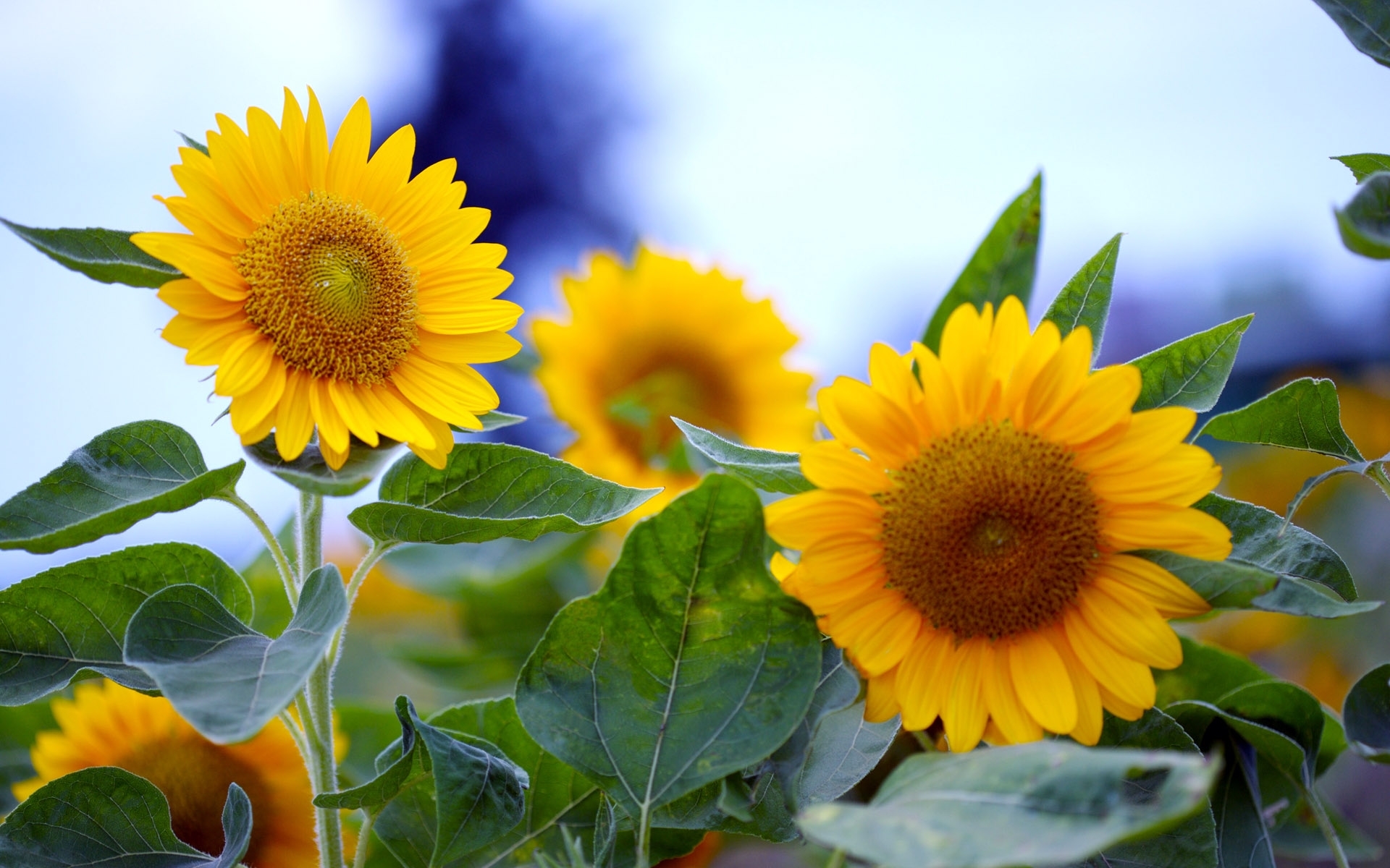 Laden Sie das Blumen, Pflanzen, Sonnenblumen-Bild kostenlos auf Ihren PC-Desktop herunter