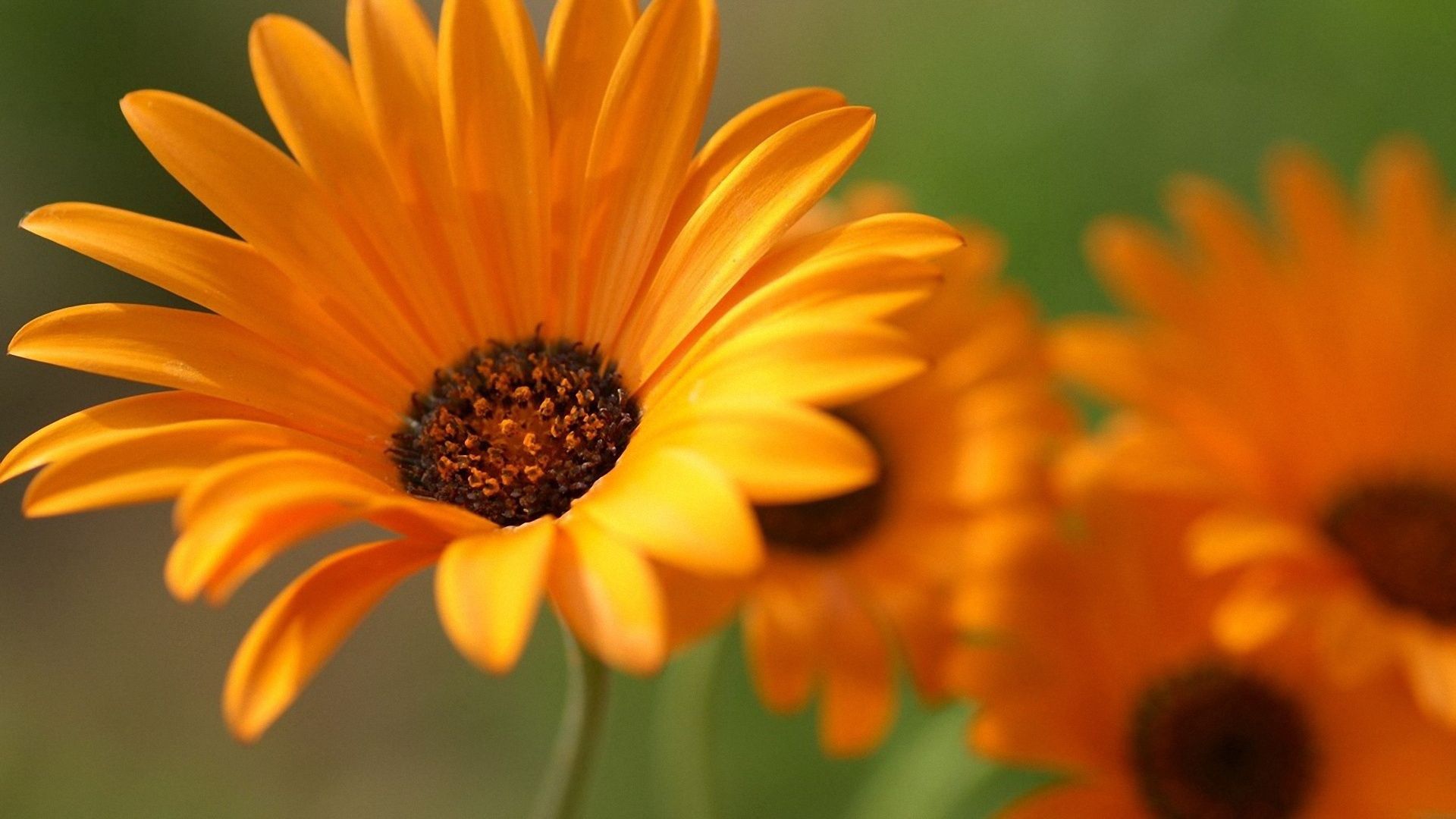Laden Sie das Gerbera, Nahaufnahme, Nahansicht, Blumen-Bild kostenlos auf Ihren PC-Desktop herunter