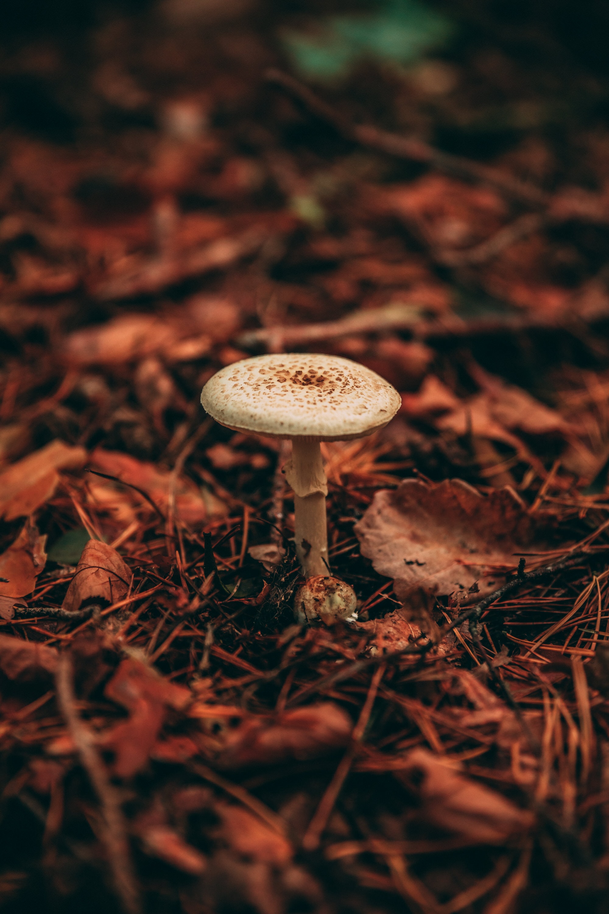 mushroom, nature, grass, autumn, plant iphone wallpaper