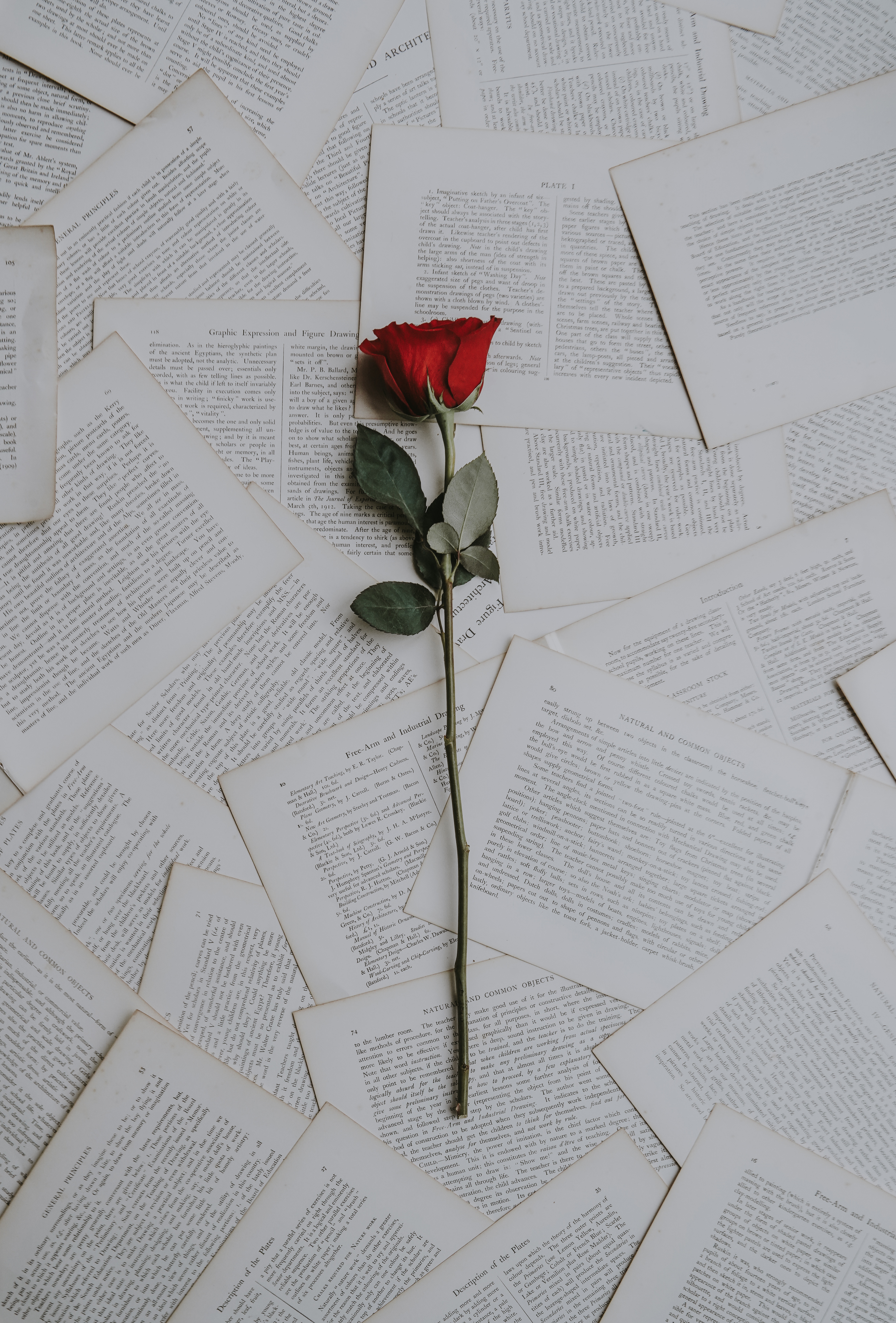 books, rose flower, flowers, rose, texts