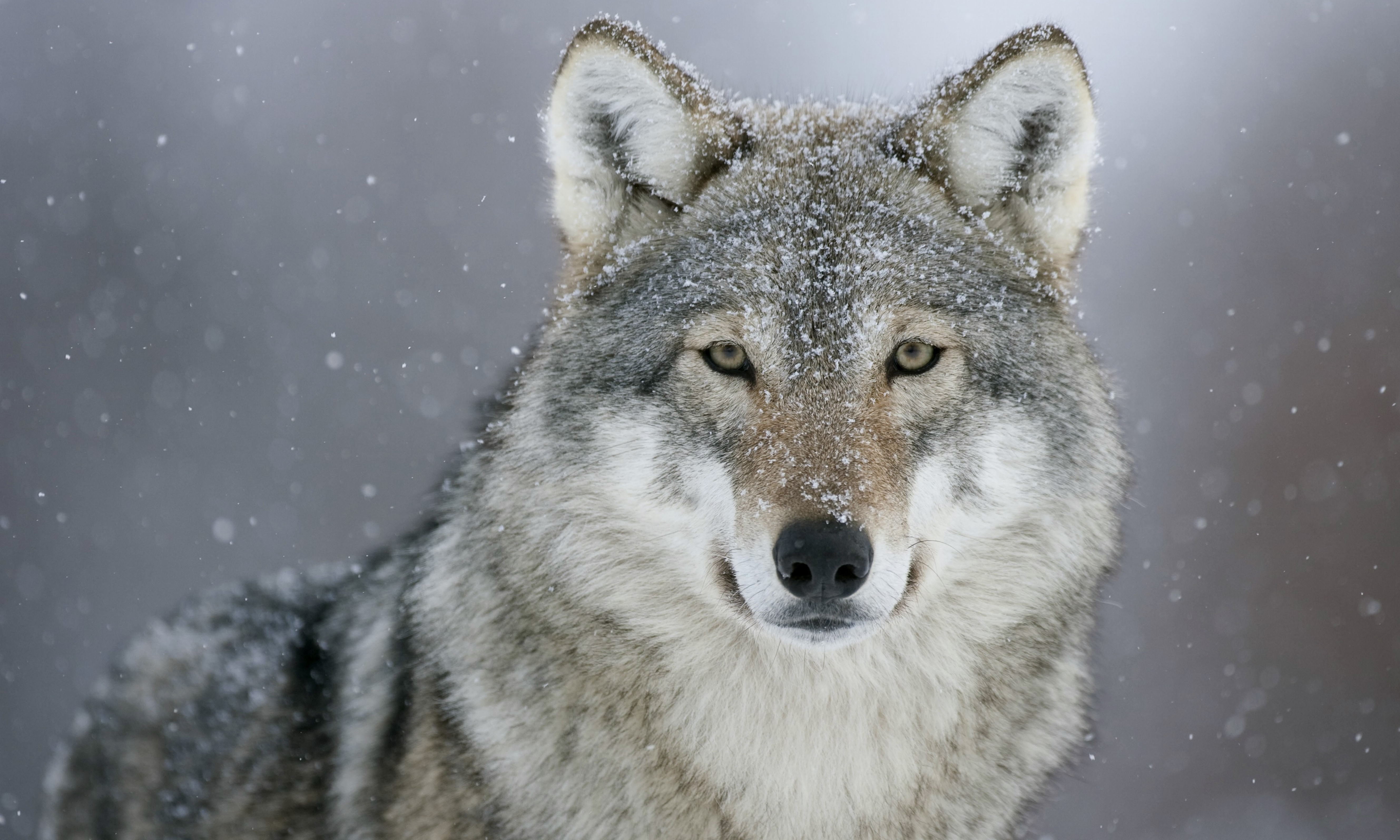 374667 Hintergrundbild herunterladen tiere, grauer wolf, schnee, wolves - Bildschirmschoner und Bilder kostenlos