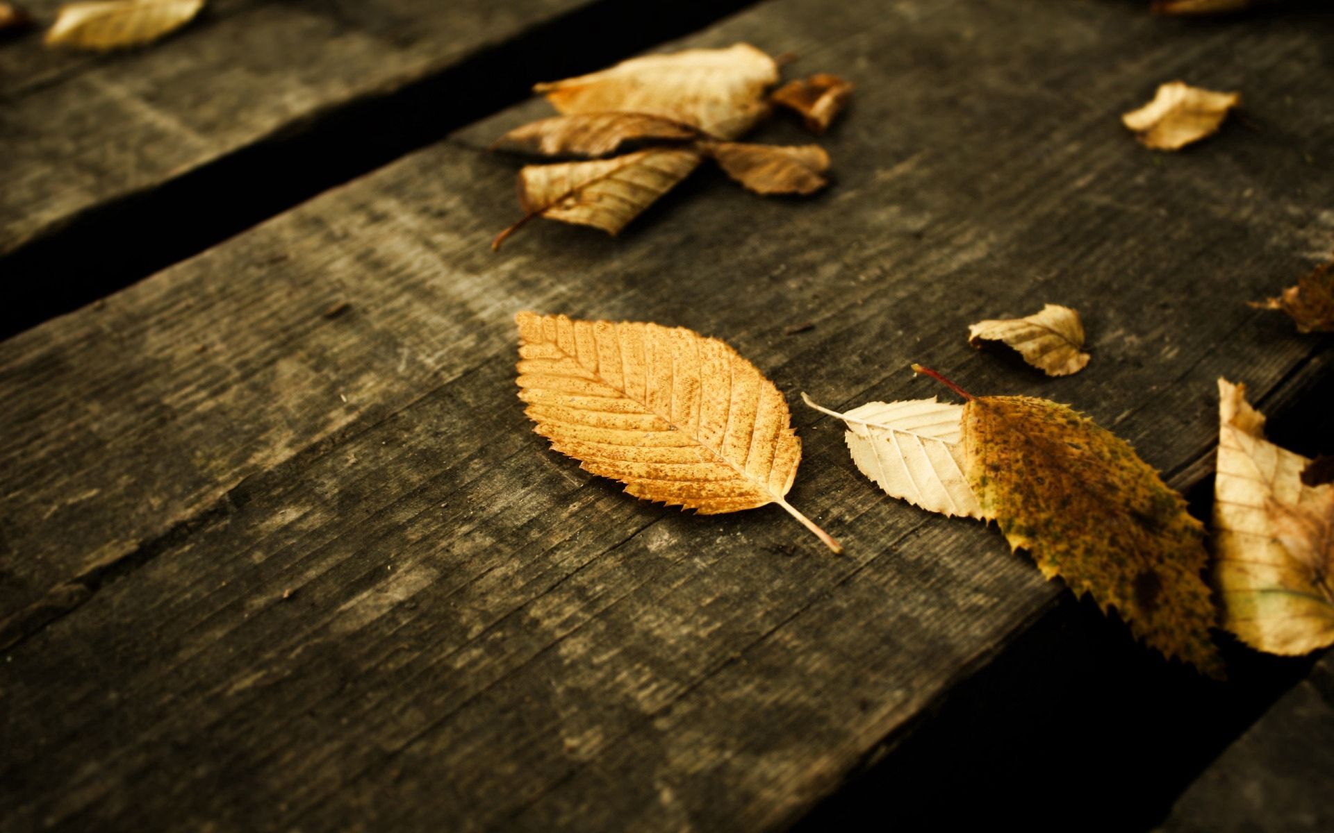 grey, autumn, nature, leaves, yellow, planks, board