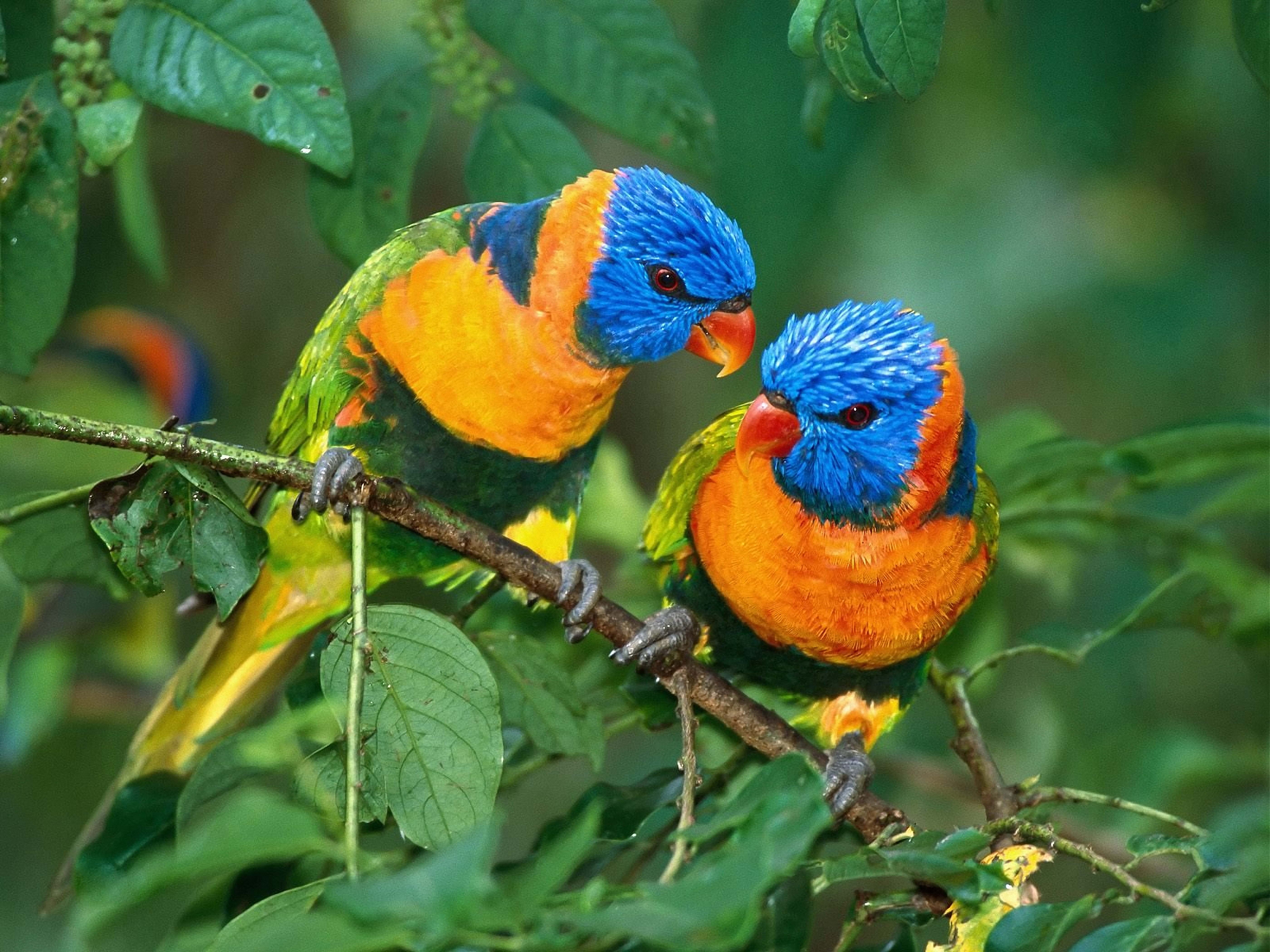 Laden Sie das Tiere, Liebe, Ast, Zweig, Papageien-Bild kostenlos auf Ihren PC-Desktop herunter