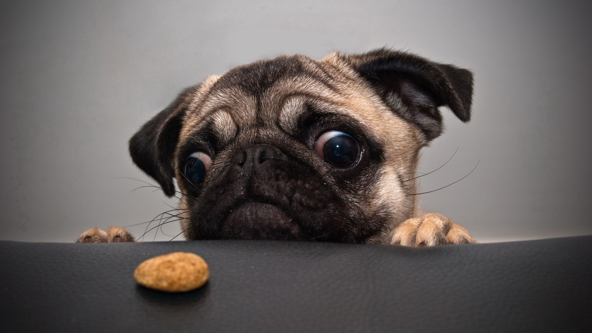 Download mobile wallpaper Pug, Muzzle, Dog, Animals, Sorrow, Cookies, Sadness for free.