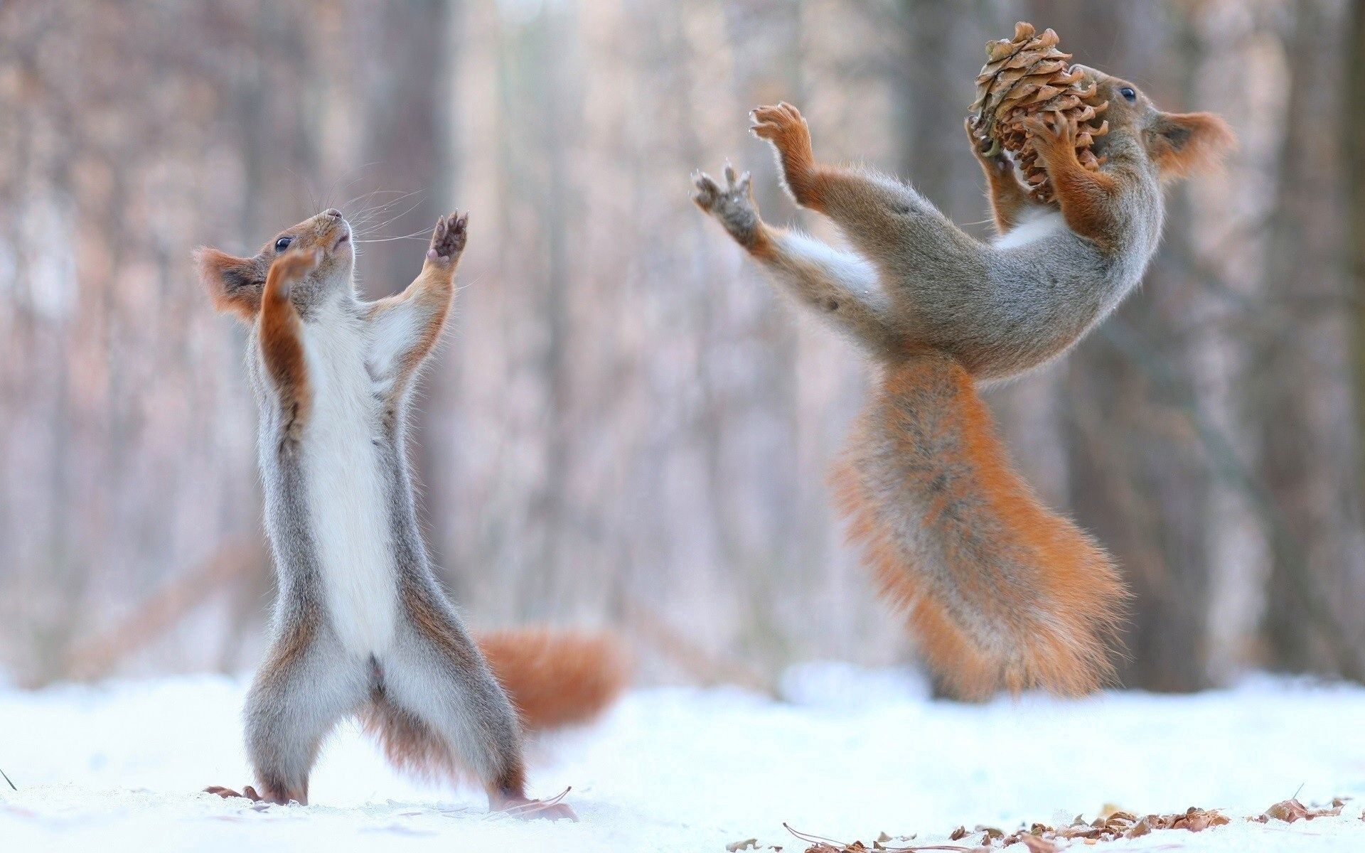 144961 Hintergrundbild herunterladen eichhörnchen, tiere, cones, schnee, komisch, lustig - Bildschirmschoner und Bilder kostenlos