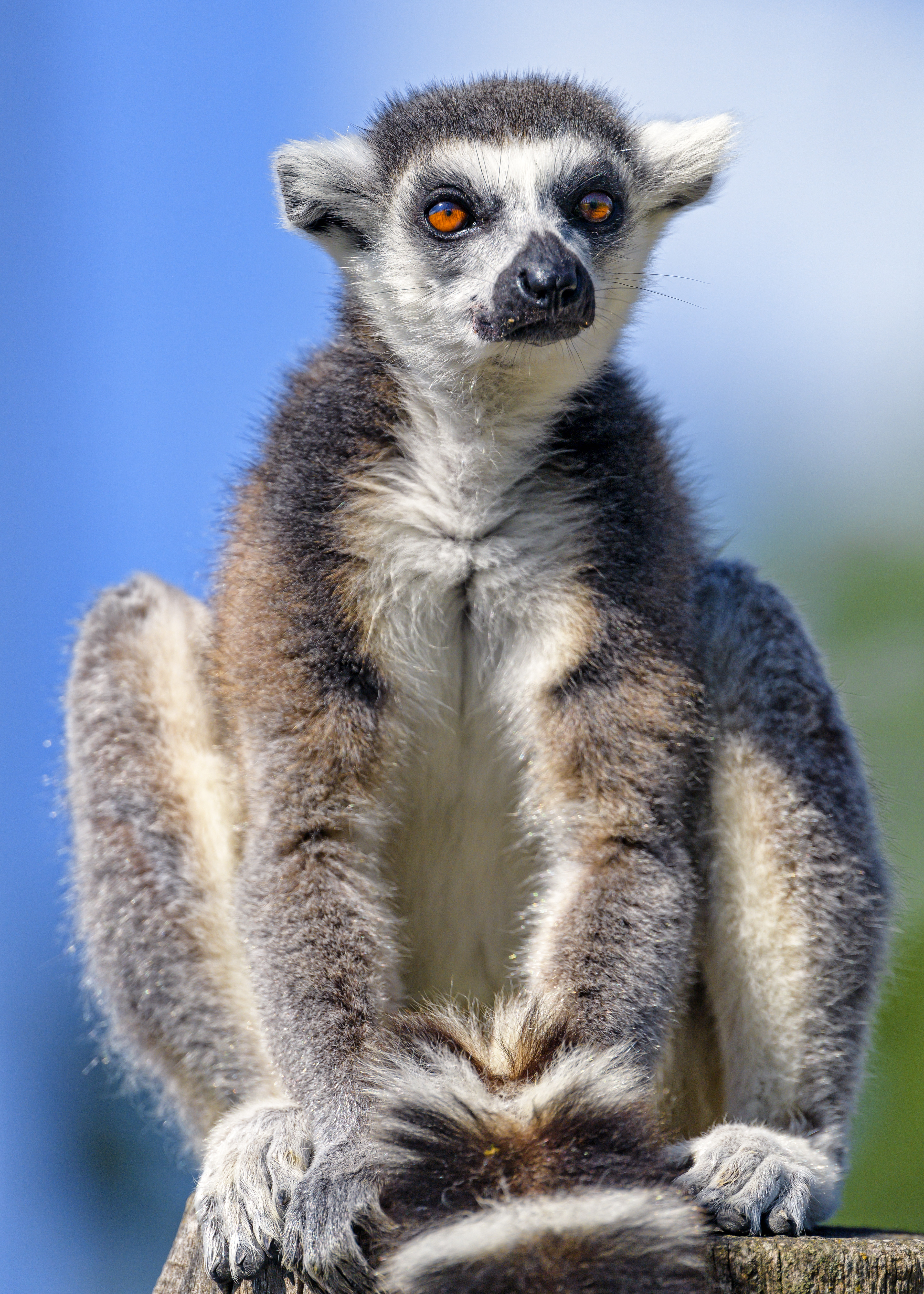 Download mobile wallpaper Opinion, Lemur, Fluffy, Animals, Sight, Animal for free.