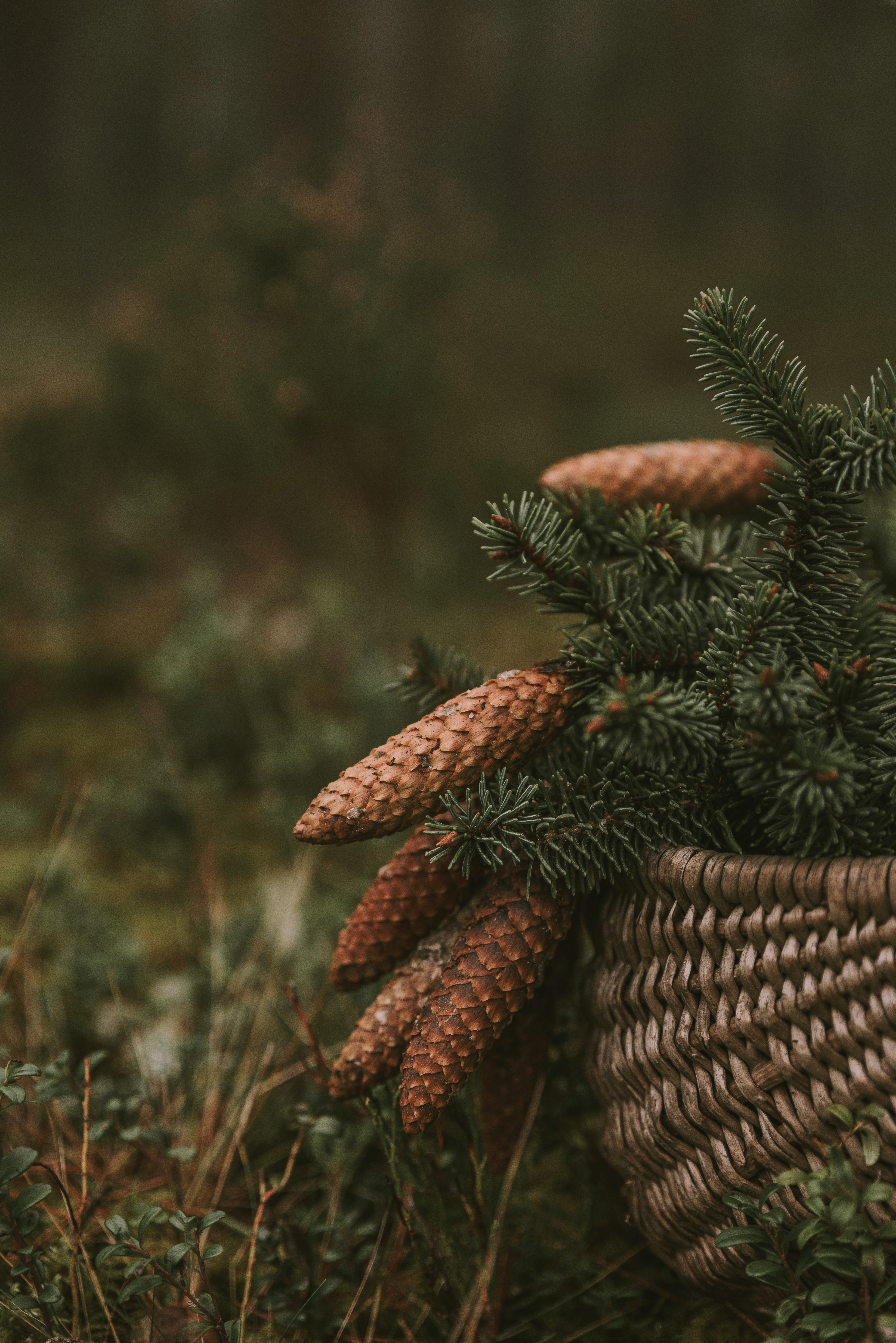 branches, basket, nature, cones, spruce, fir, needles Smartphone Background