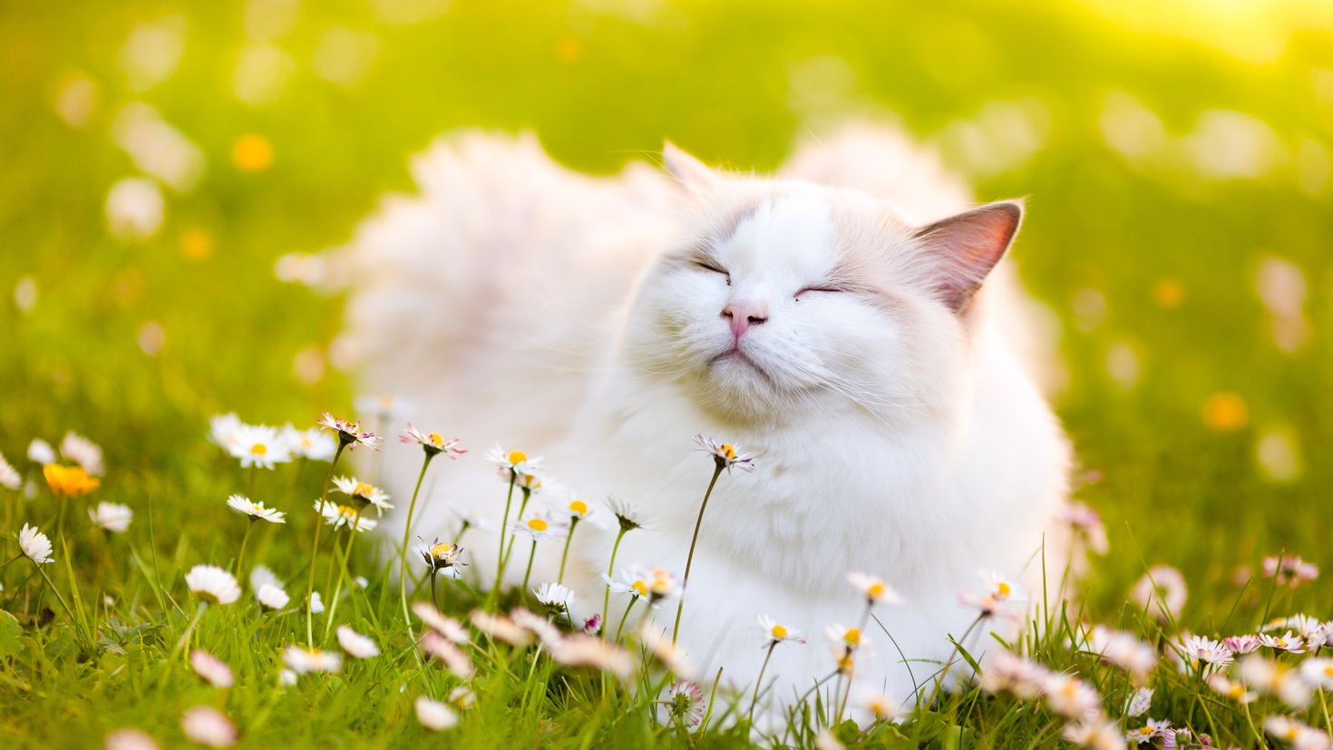 Картинки весенние красивые веселые. Счастливый кот. Летний кот. Кошка на солнышке.