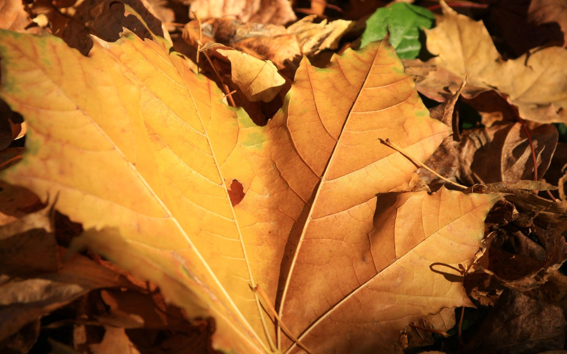 Download mobile wallpaper Sheet, Leaf, Nature, Maple, Autumn for free.