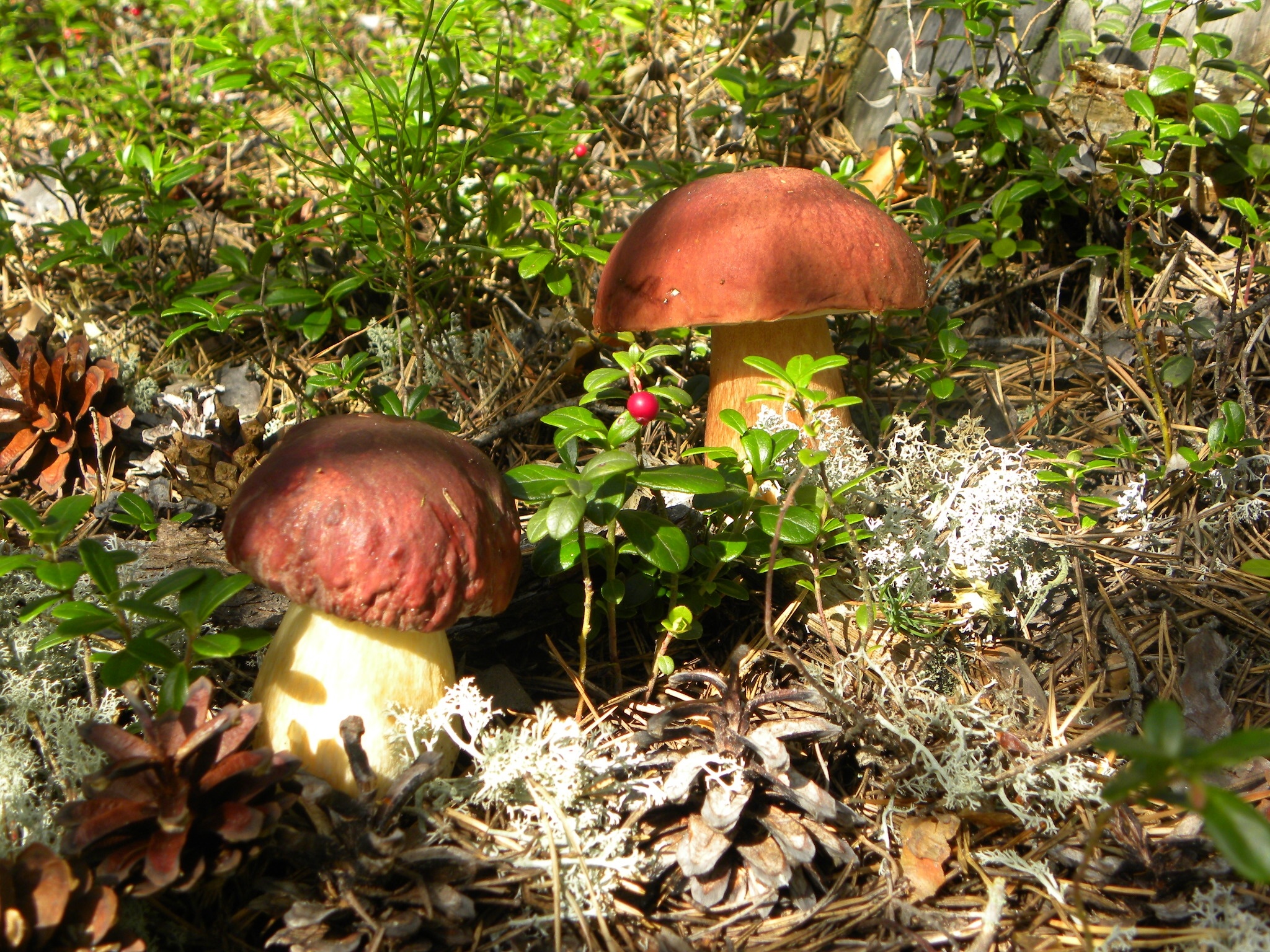 macro, mushroom, earth, cranberry, pine cone 5K