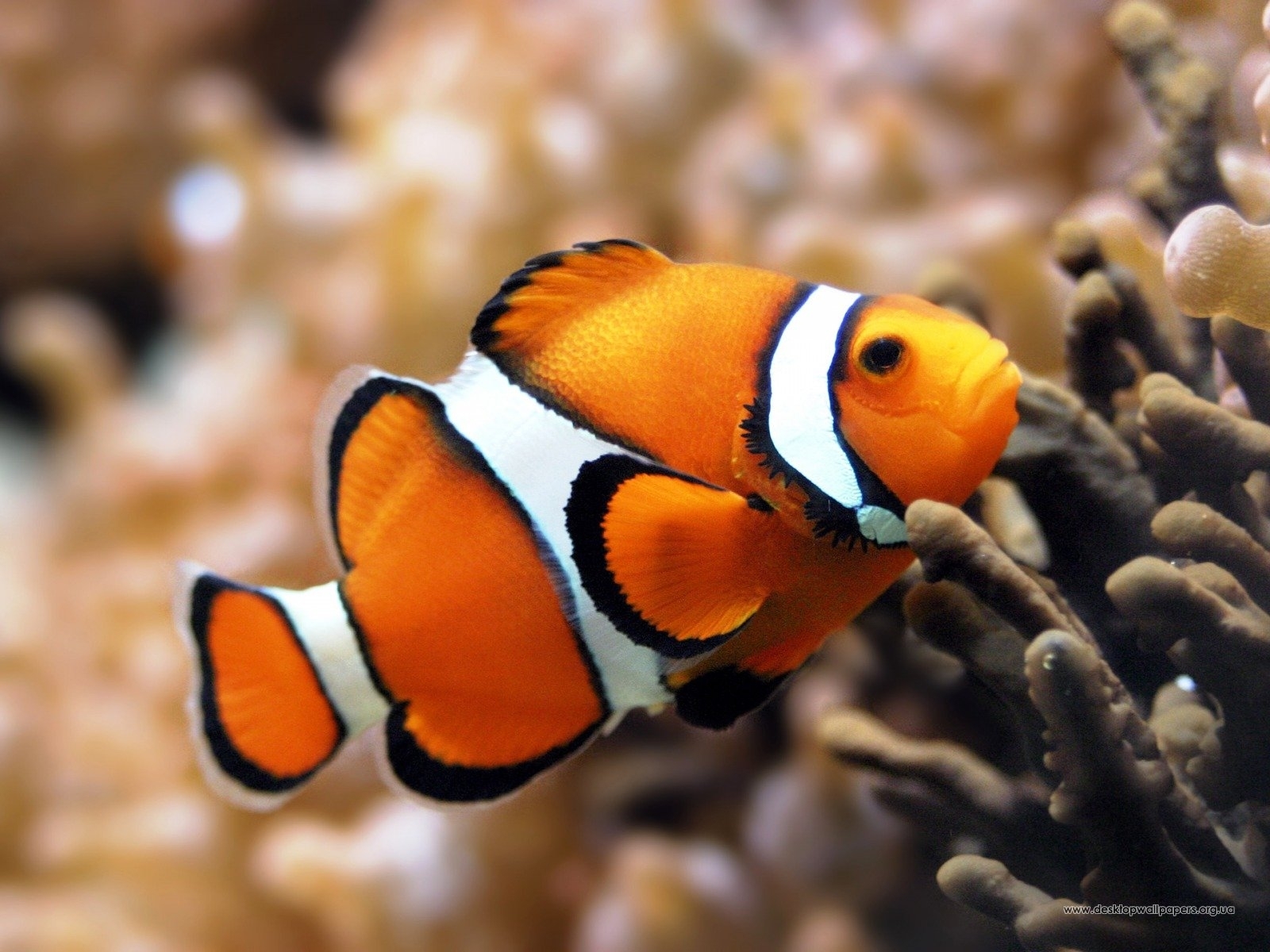 Download mobile wallpaper Animals, Fishes for free.