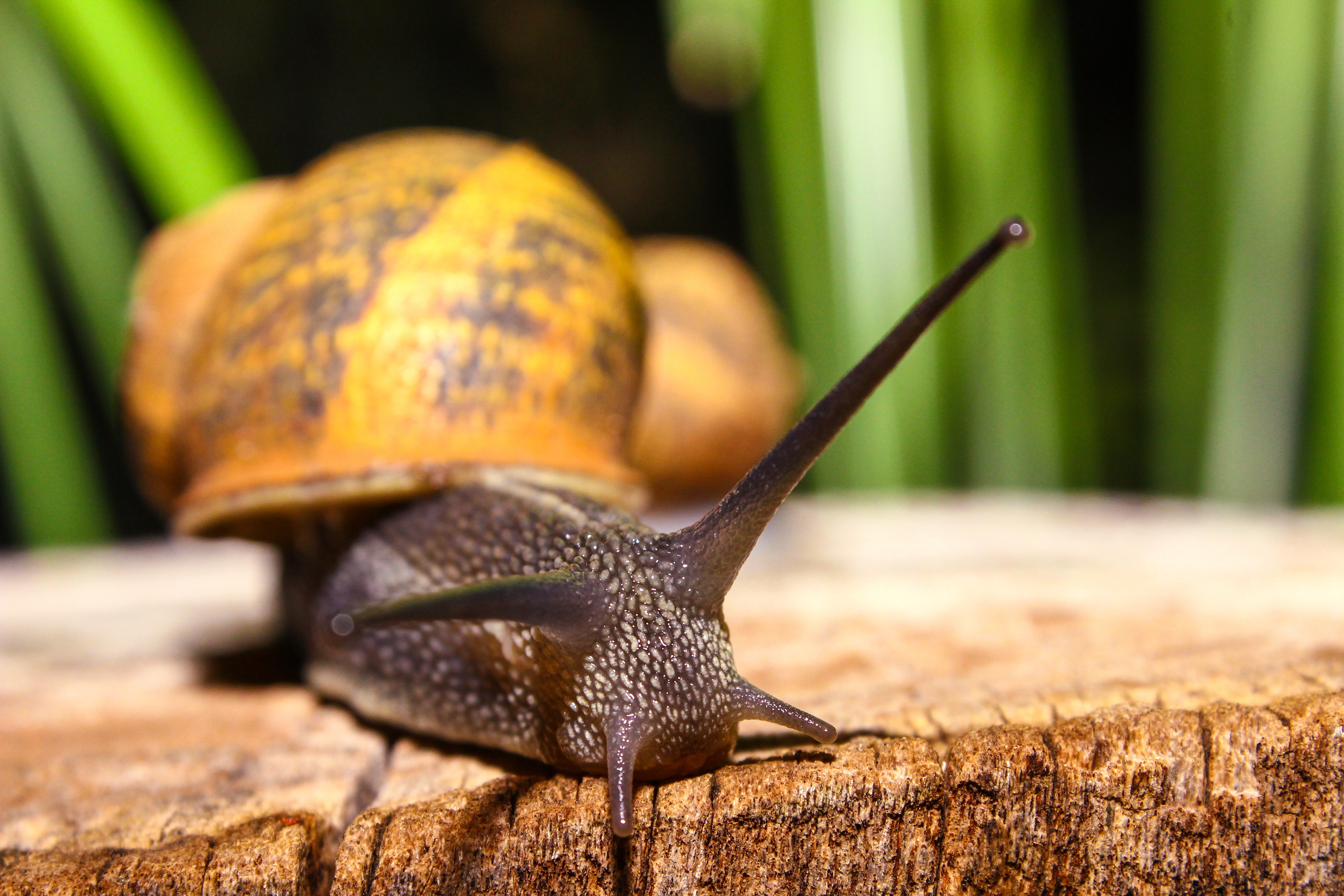 macro, close up, snail, carapace, shell, antennae, tendrils