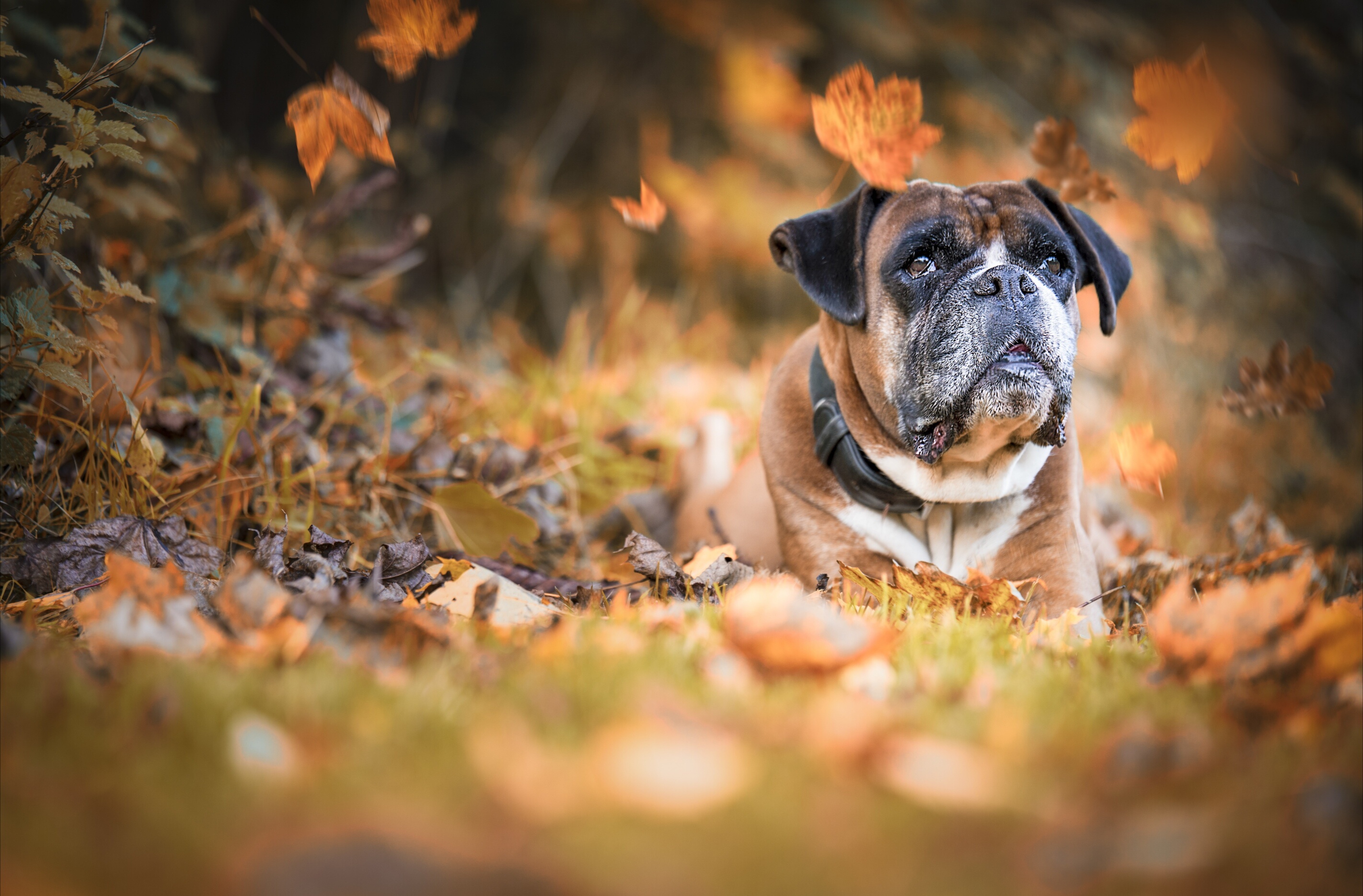 animal, boxer, boxer (dog), dog, fall, leaf, dogs