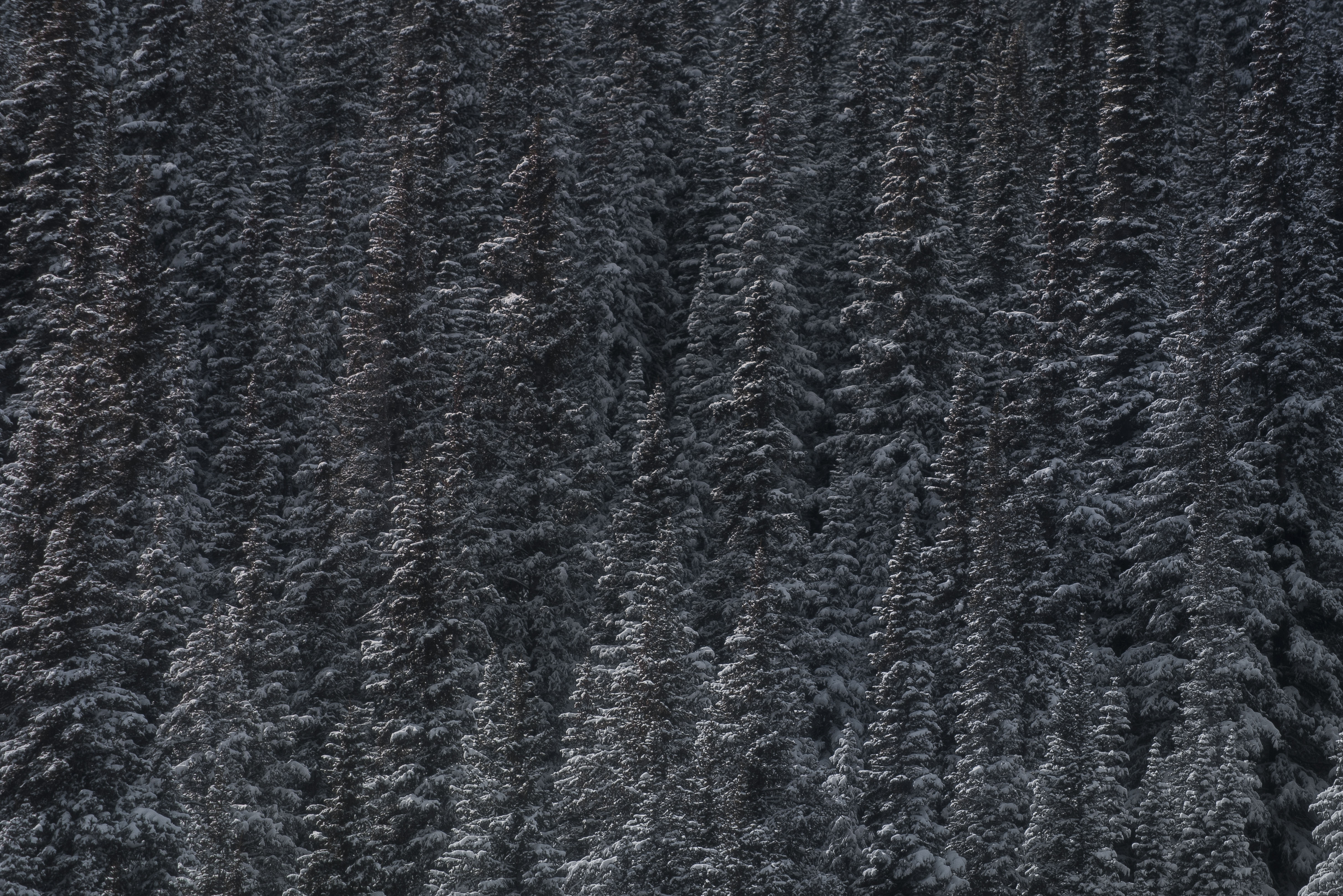 Handy-Wallpaper Natur, Bäume, Wald, Scheitelpunkt, Oberteile, Schnee kostenlos herunterladen.