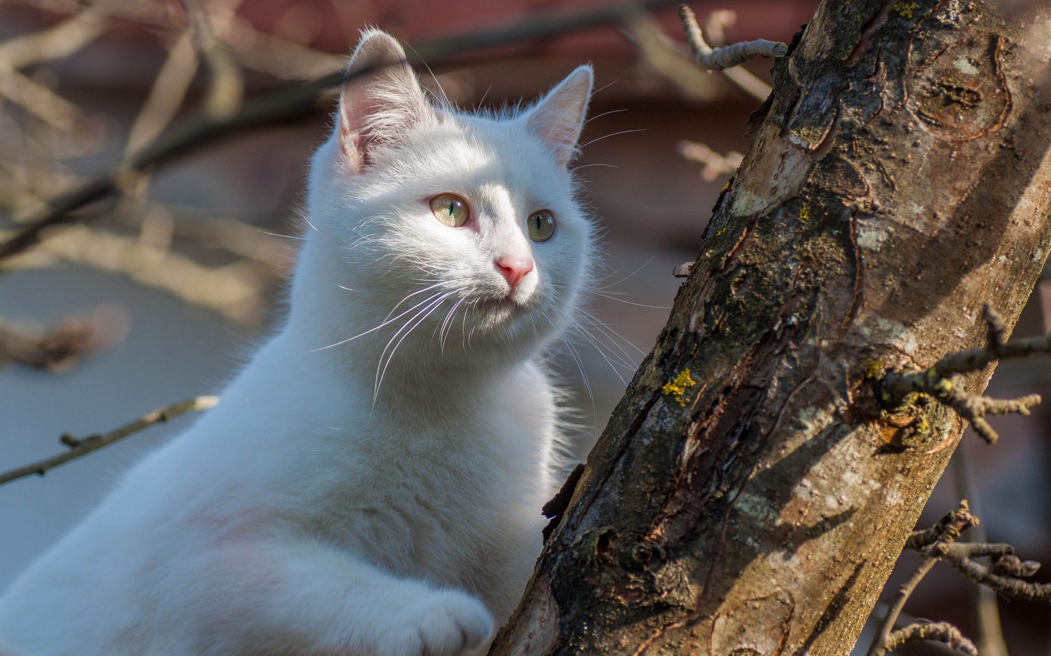 Старая белая кошка. Белый кот. Белый кот с голубыми глазами. Белые коты. Белая кошка с голубыми глазами.