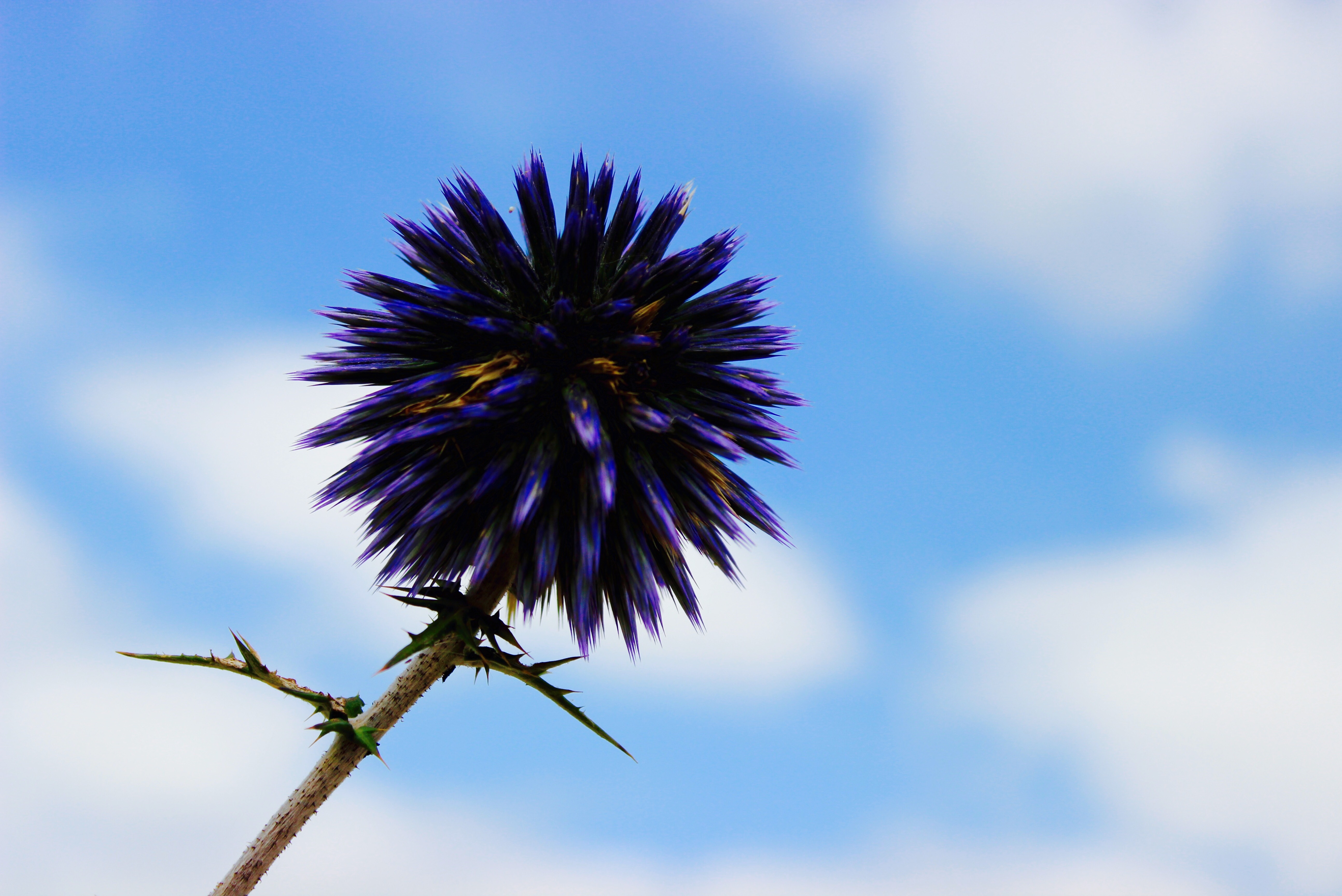 HQ Thistle Background