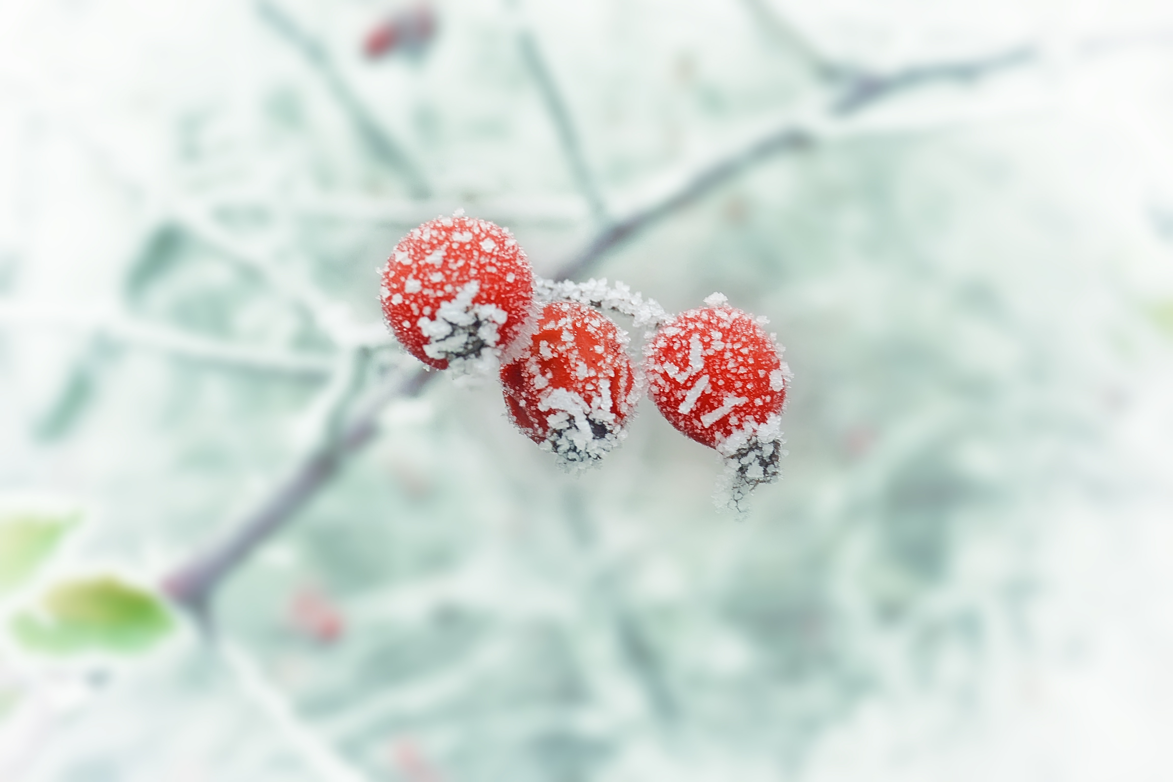 Download mobile wallpaper Frost, Hoarfrost, Winter, Branch, Berries, Macro for free.
