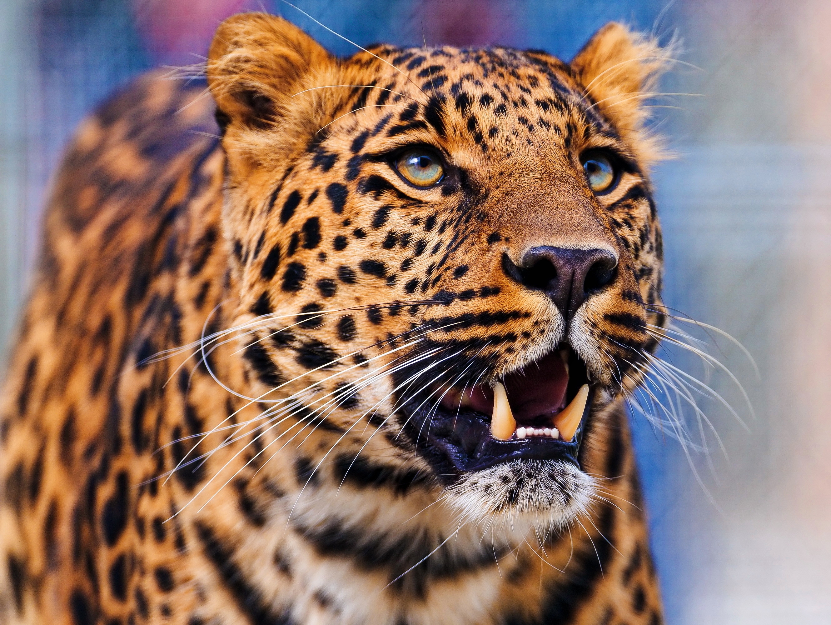 animals, leopard, aggression, muzzle, predator, sight, opinion 1080p