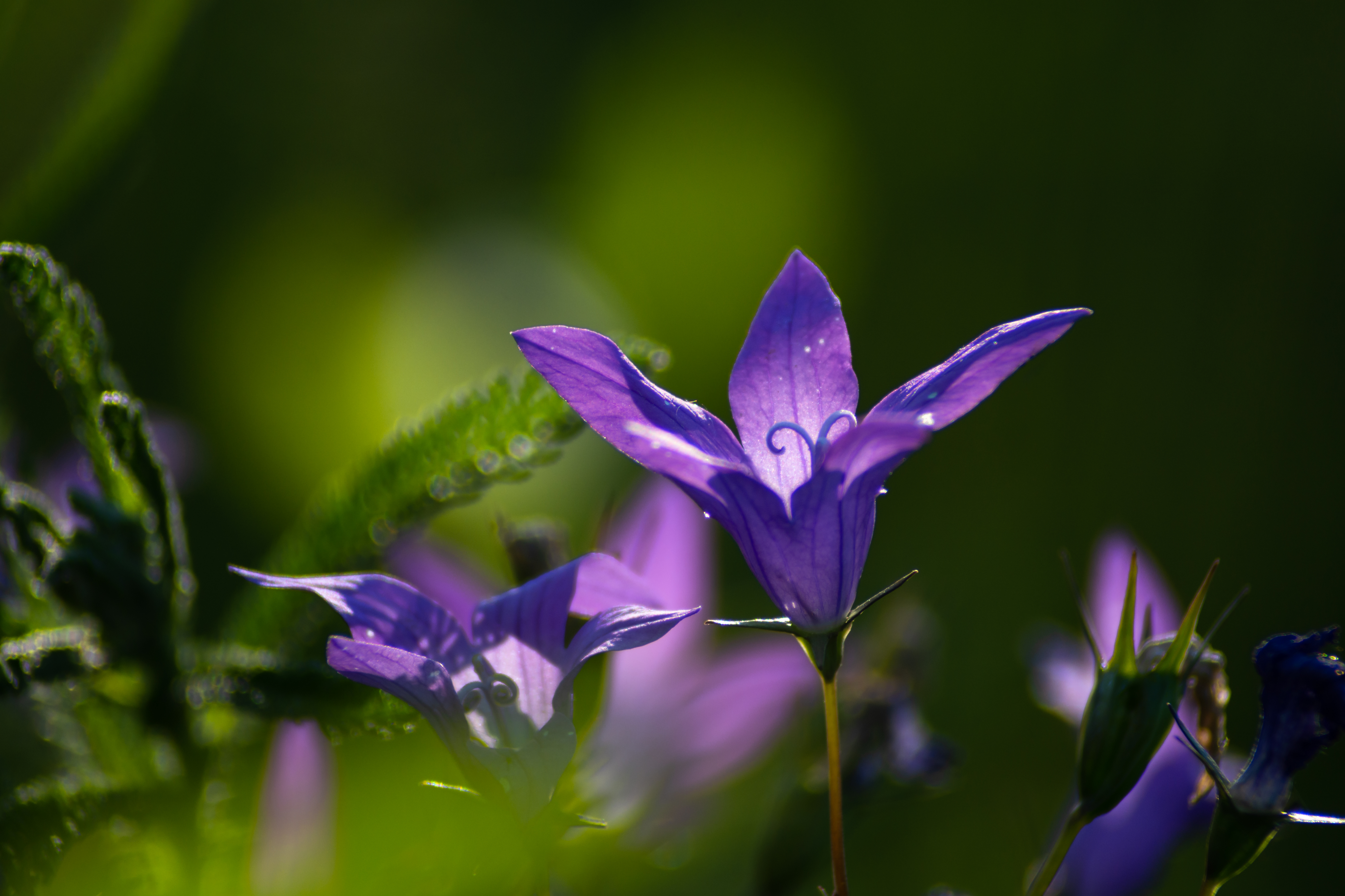 Японский колокольчик цветок