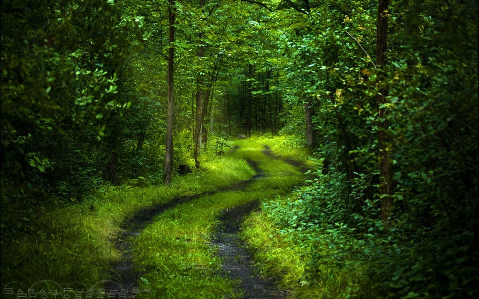 Download mobile wallpaper Nature, Forest, Tree, Earth, Path, Greenery for free.