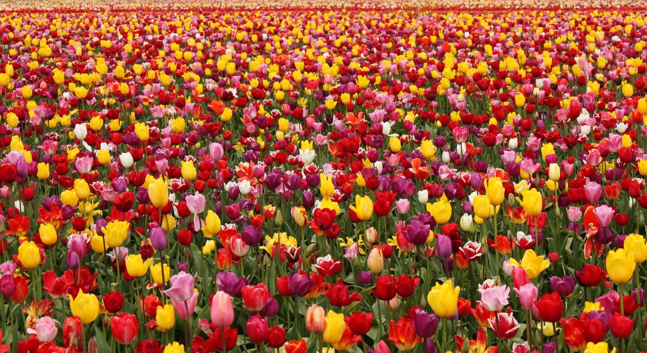 Download mobile wallpaper Field, Flowers, Lot, Different, Spring, Tulips for free.