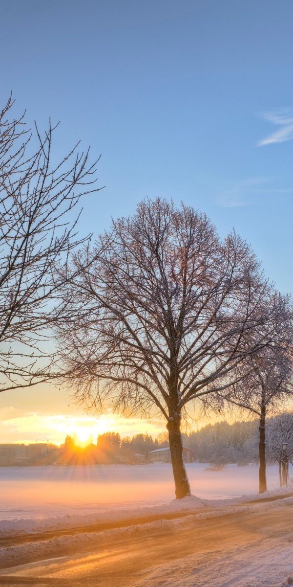 Beginning of winter. Декабрь природа. Зимний пейзаж деревья. Зима деревья солнце. Декабрь пейзаж.