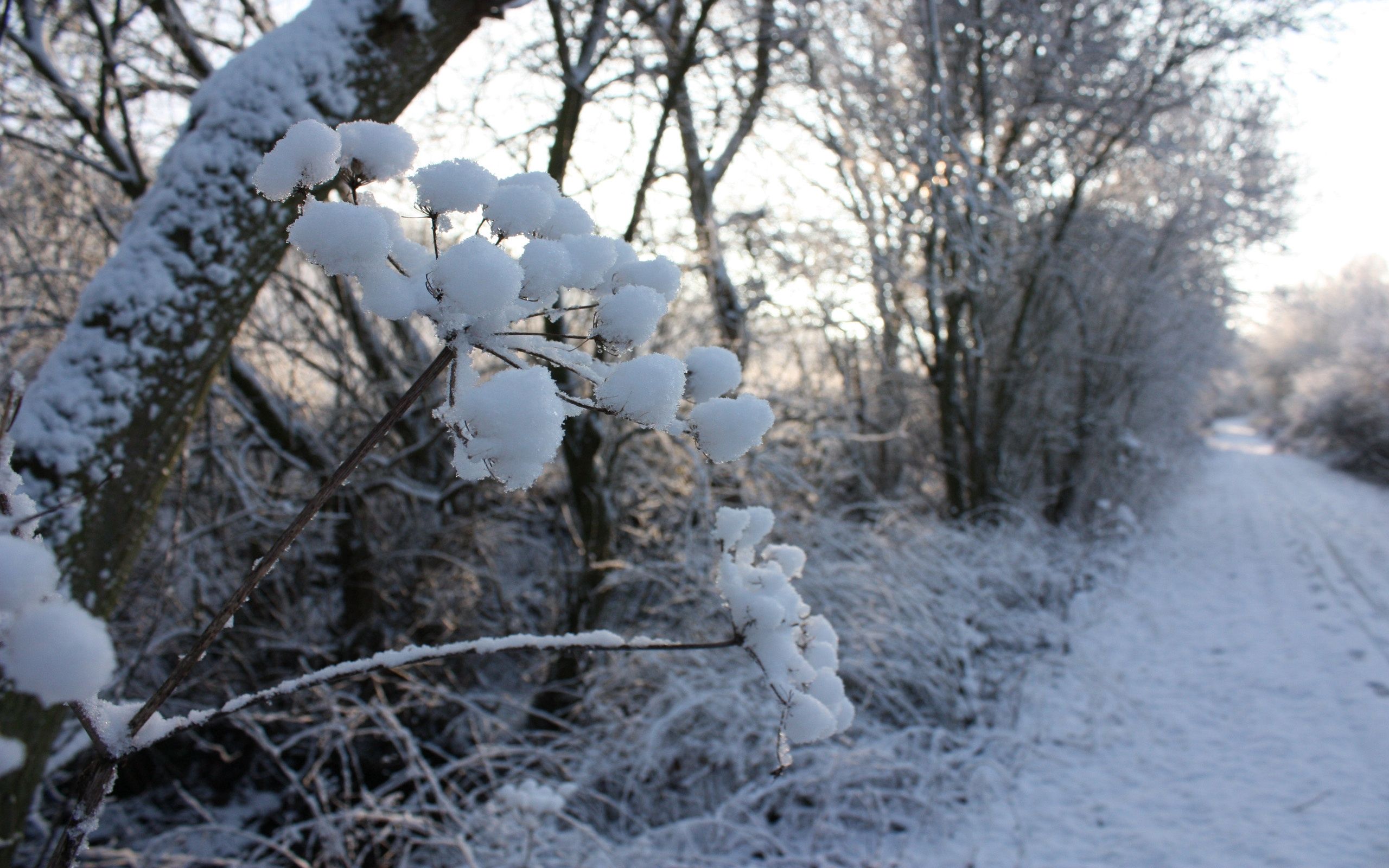 Laden Sie das Natur, Grass, Straße, Frost, Schnee, Winter-Bild kostenlos auf Ihren PC-Desktop herunter
