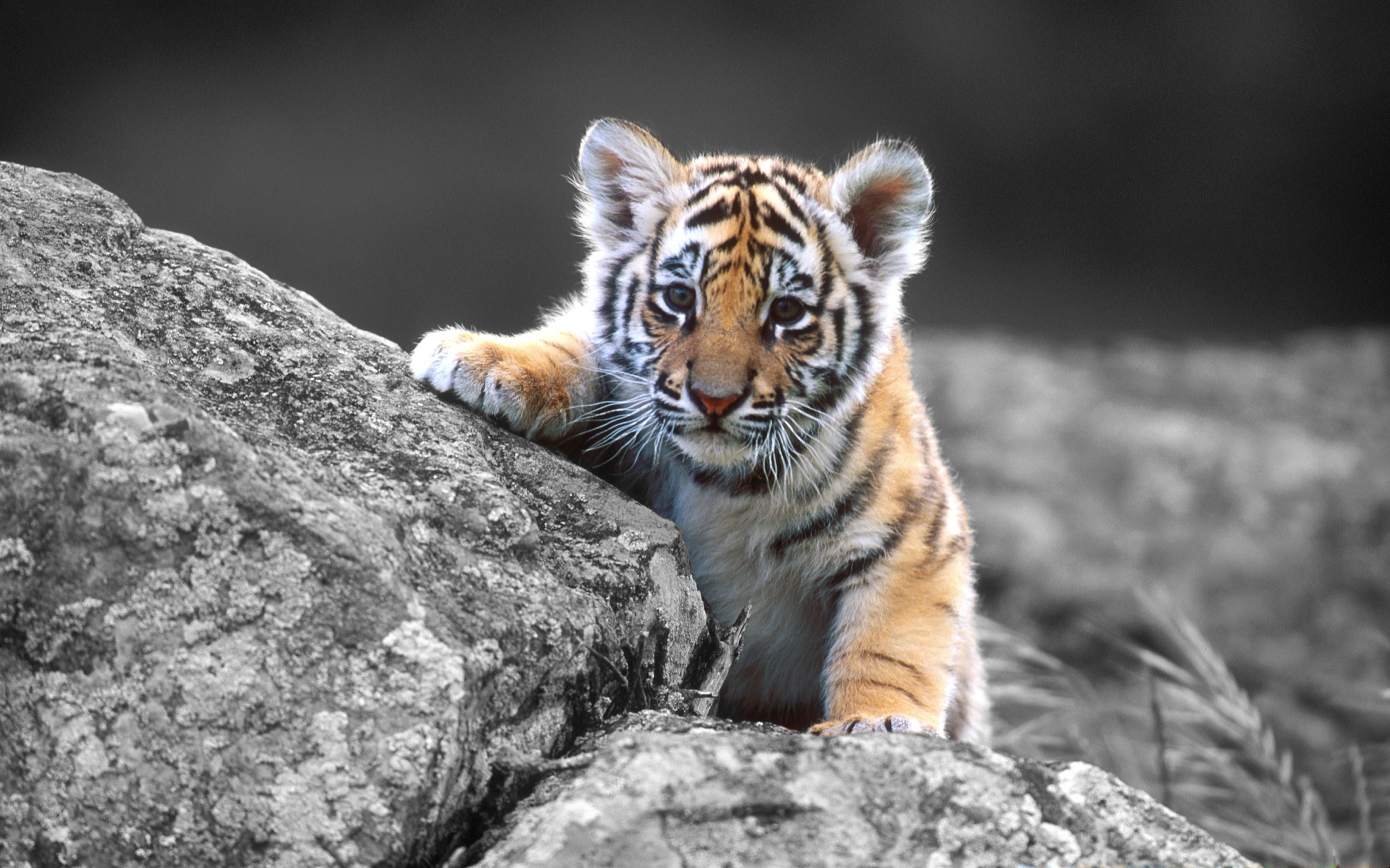 232279 baixar papel de parede animal bebê, animais, tigre, gatos - protetores de tela e imagens gratuitamente