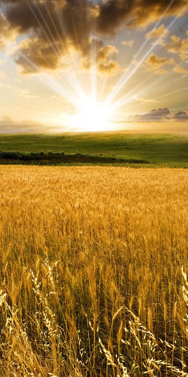 Пшеничное солнце. Поле пшеницы. Поле с колосьями пшеницы. Красивое пшеничное поле. Золотая рожь.