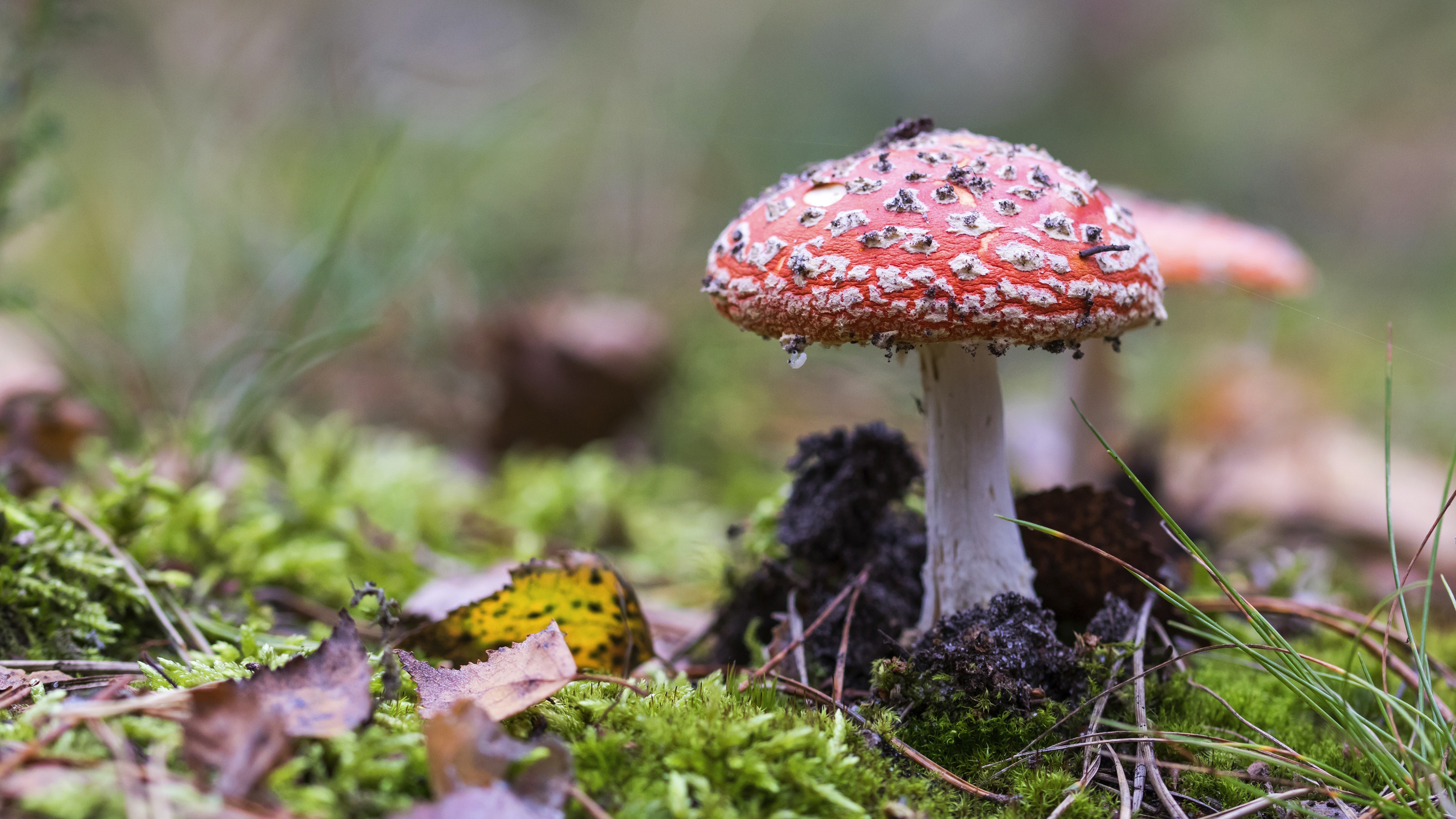 Download mobile wallpaper Earth, Mushroom, Fly Agaric for free.