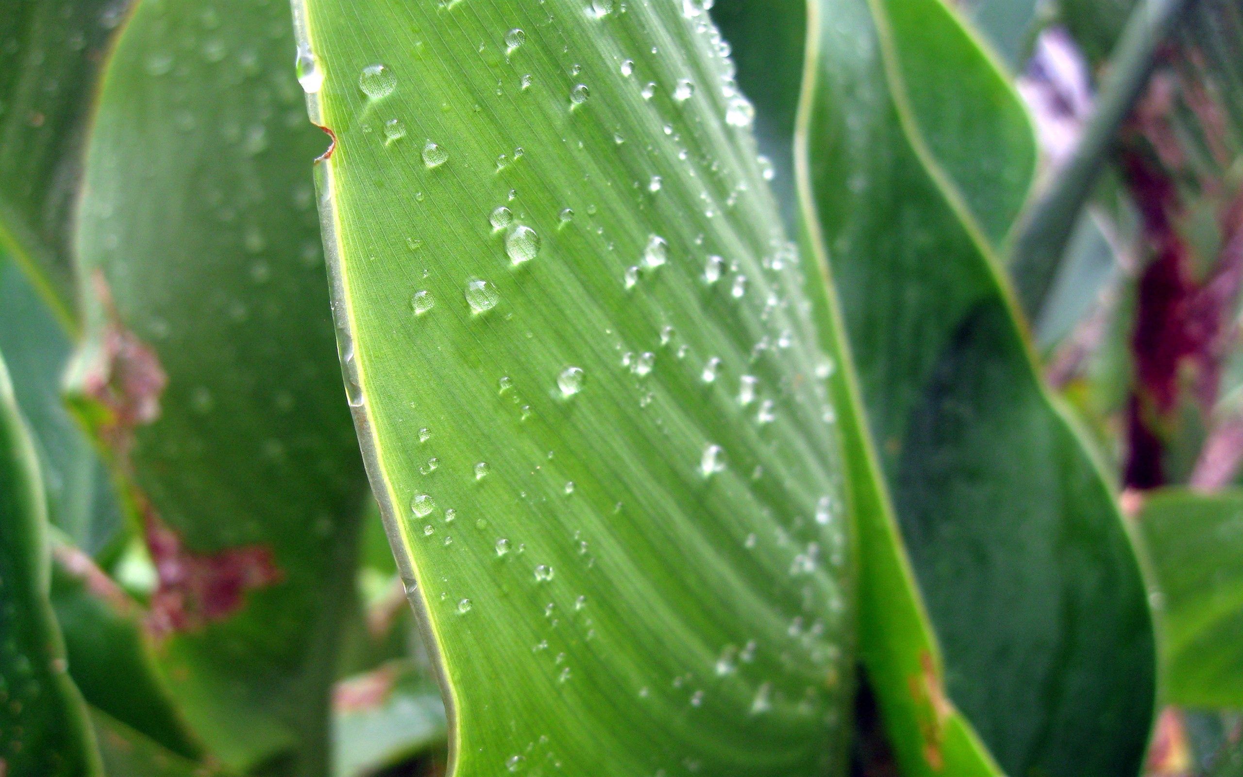 Download mobile wallpaper Macro, Dew, Plant, Surface, Drops for free.