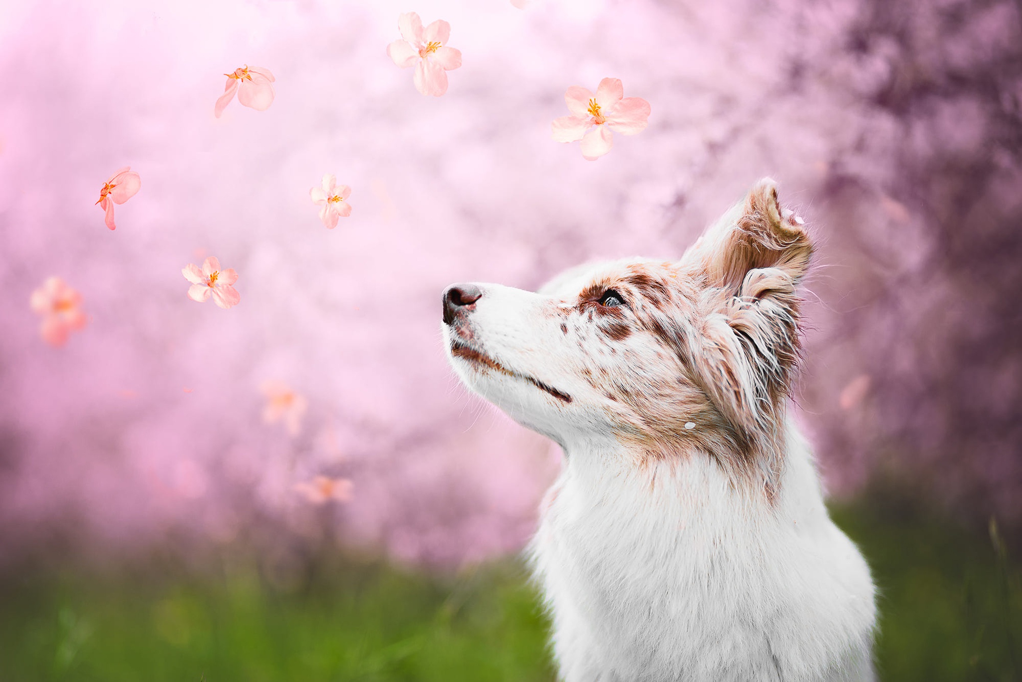 Весна собака розовый
