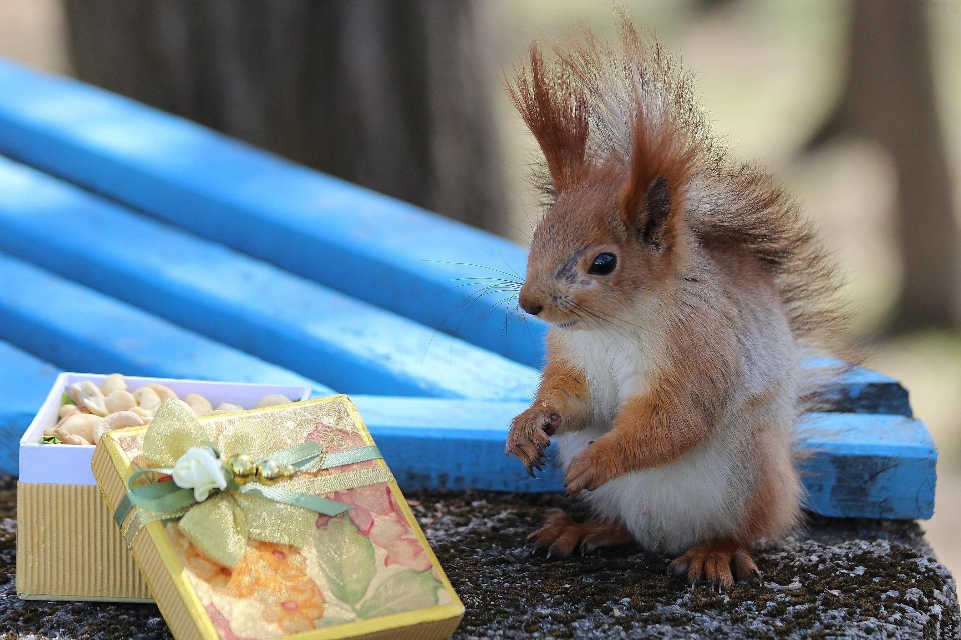 Handy-Wallpaper Tiere, Glatt, Box, Vorhanden, Geschenk, Unschärfe, Eichhörnchen kostenlos herunterladen.