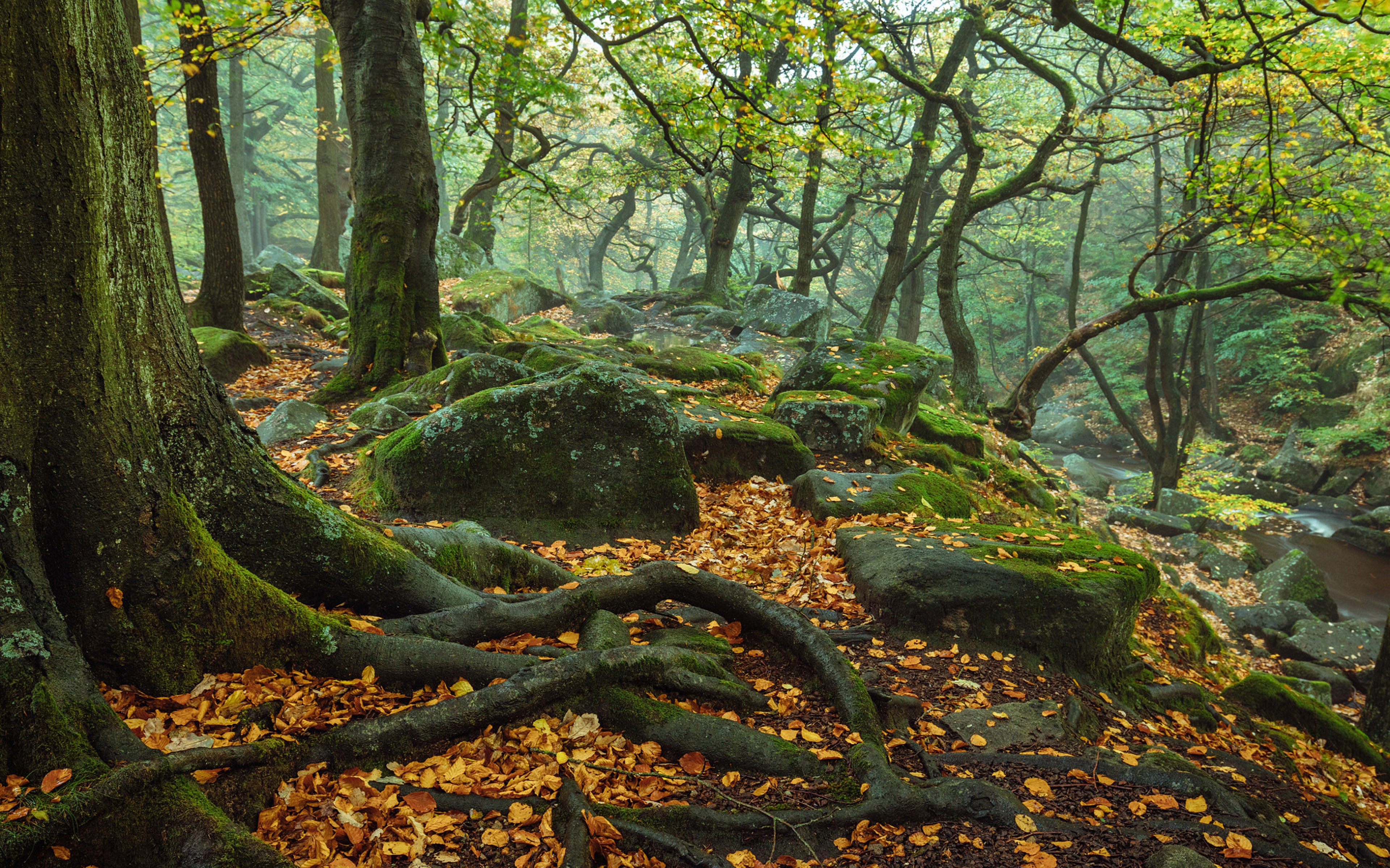 england, earth, tree root, fall, forest, moss, nature, peak district national park, roots, stone, tree